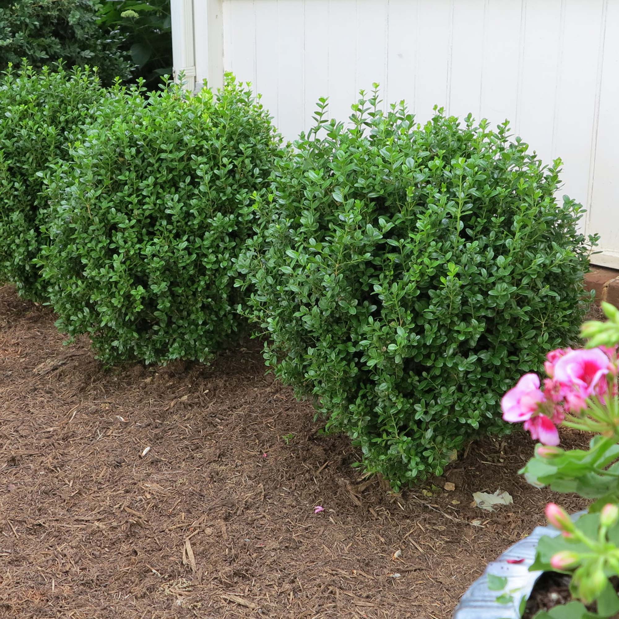 Perfect Plants LONEWGENFREE3G shrubs - View #4