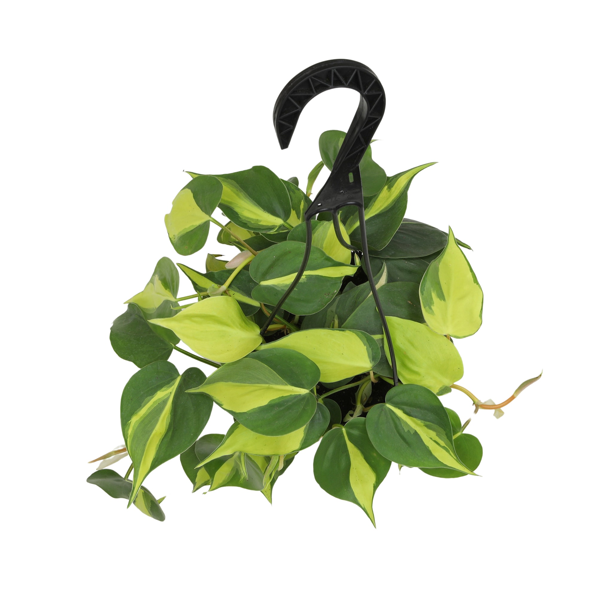 Altman Plants 0881595 hseplants - View #2