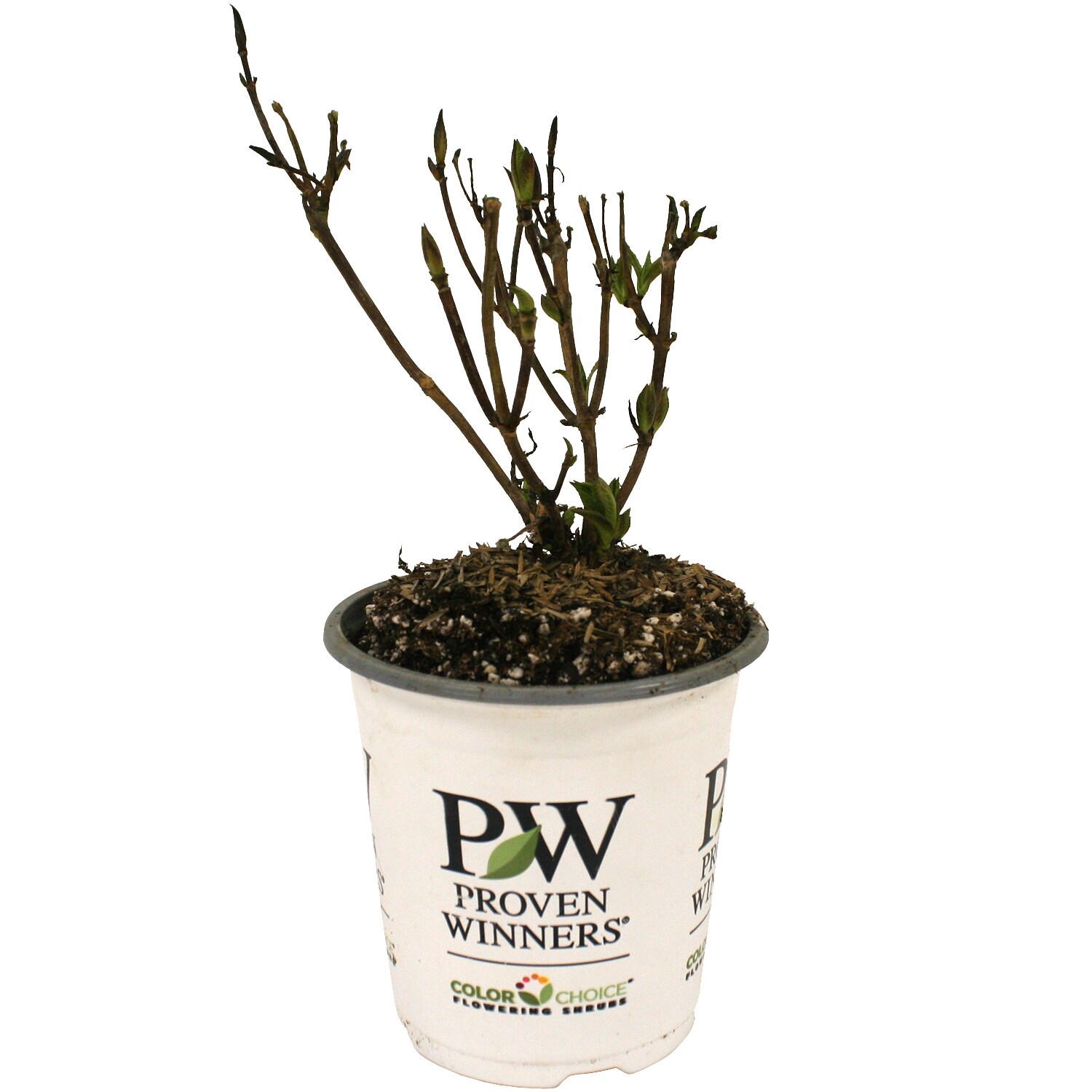 Van Zyverden 84599 Plant-Bulbs - View #3
