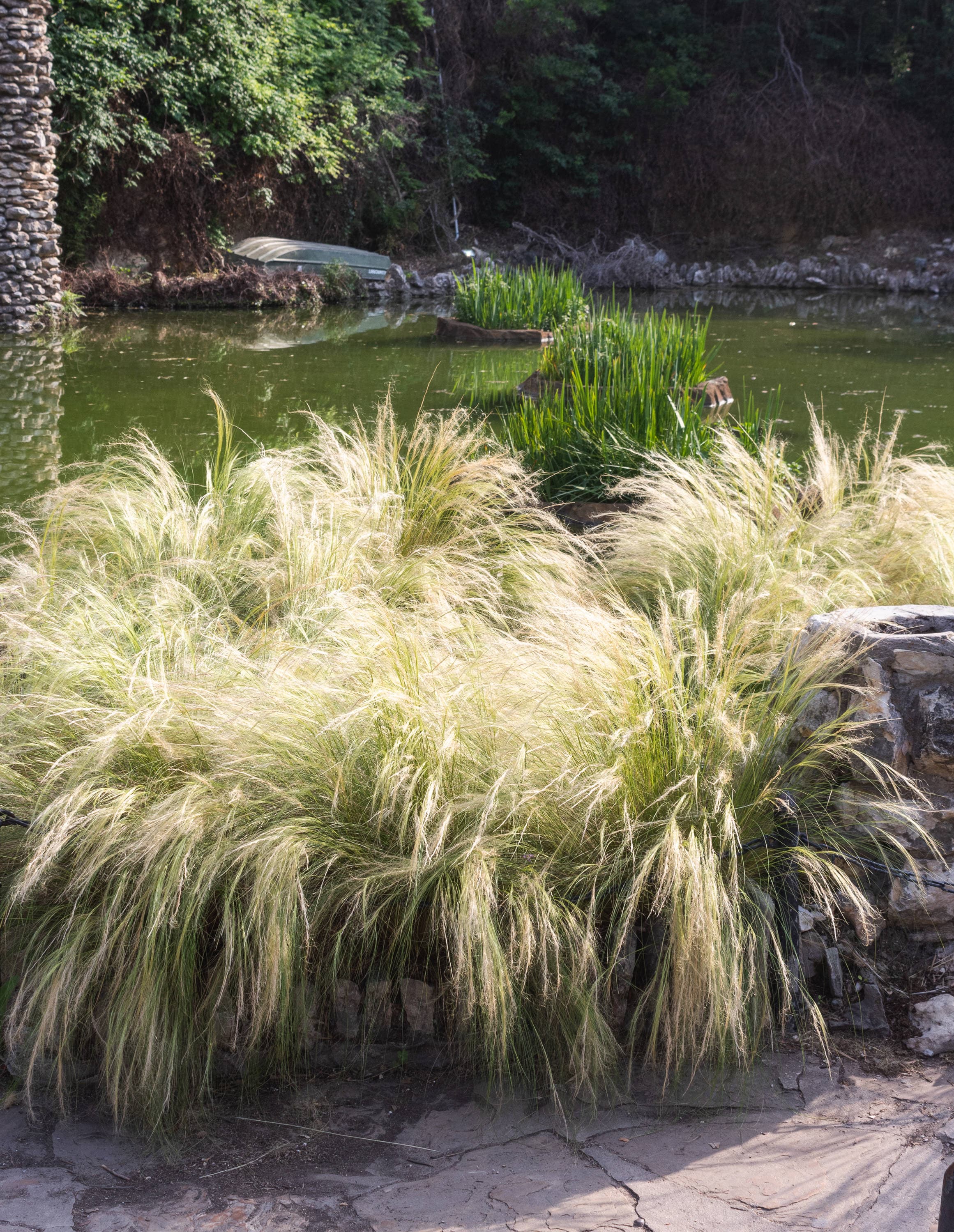 Altman Plants 0881292 Ornamental-Grasses - View #7
