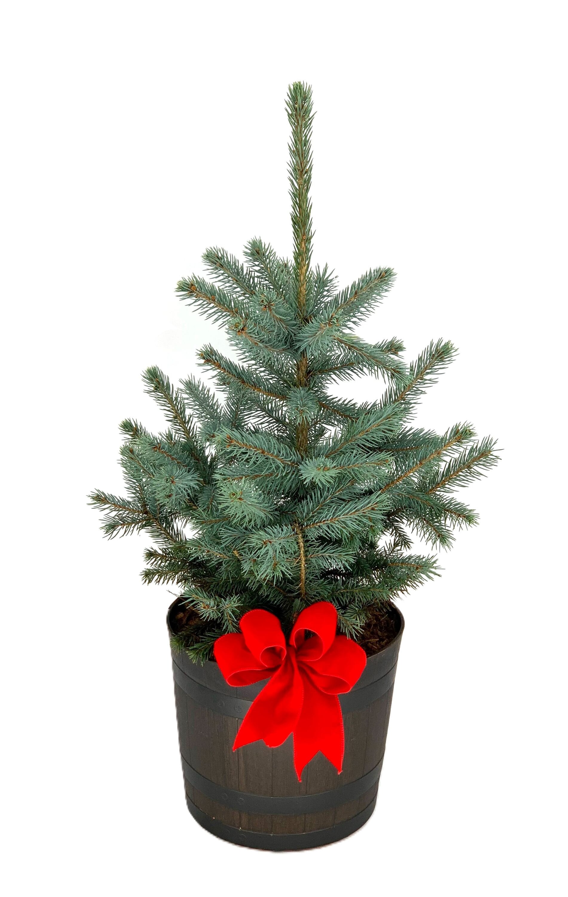 Drought Tolerance Colorado Spruce Plants, Bulbs & Seeds At Lowes.com