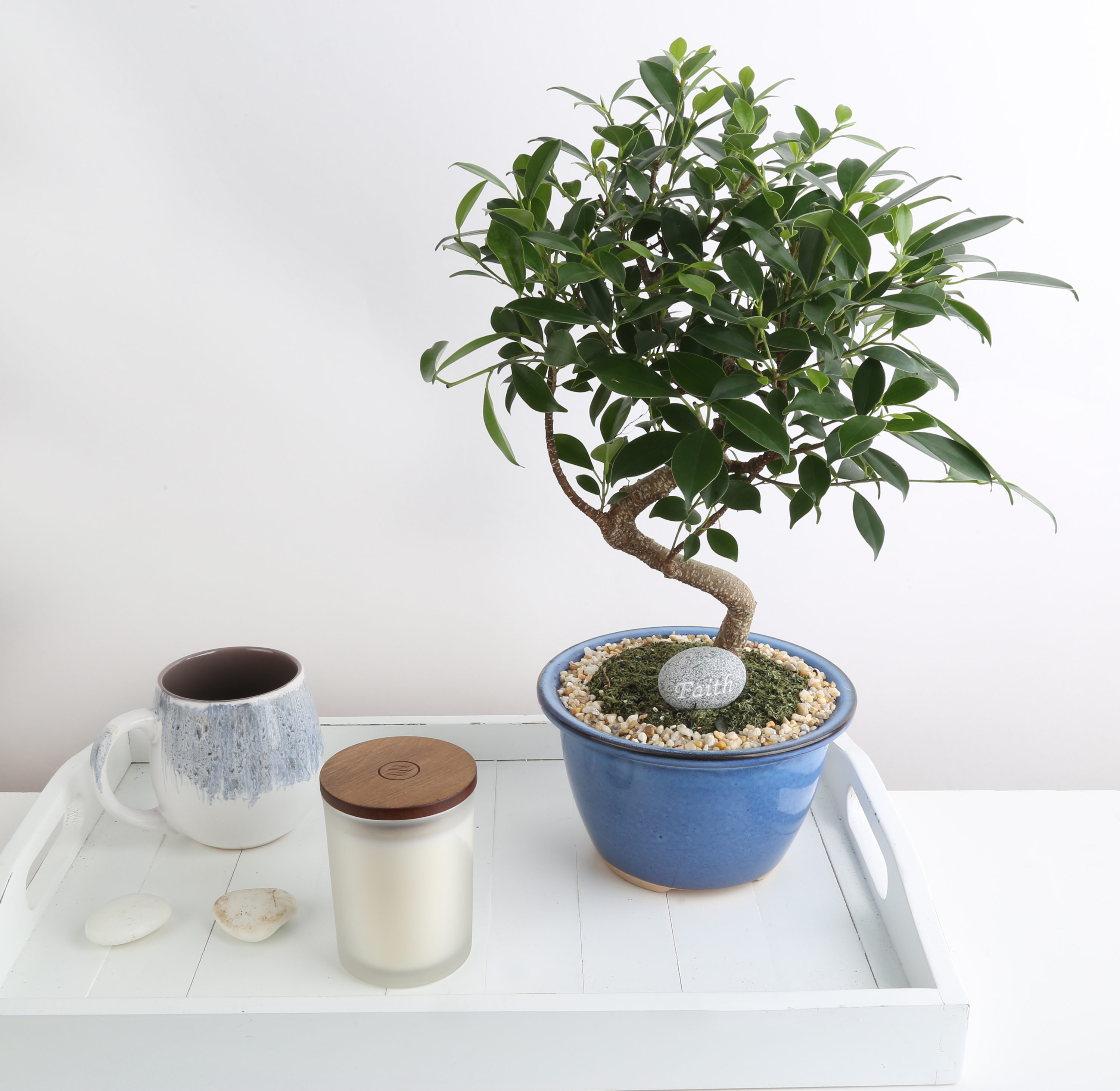 DIY Bonsai Kit – Costa Farms