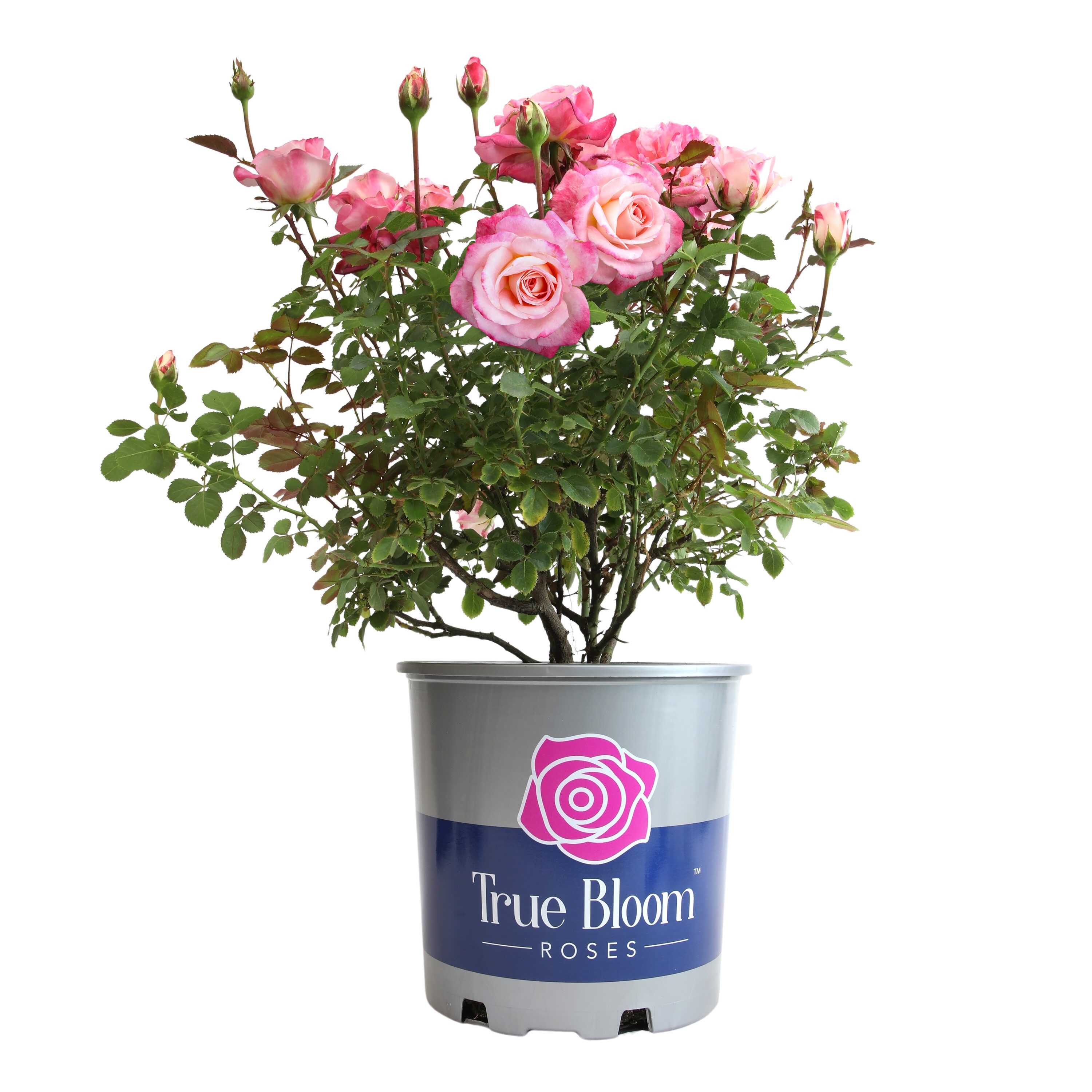 Altman Plants 0881517 roses - View #10