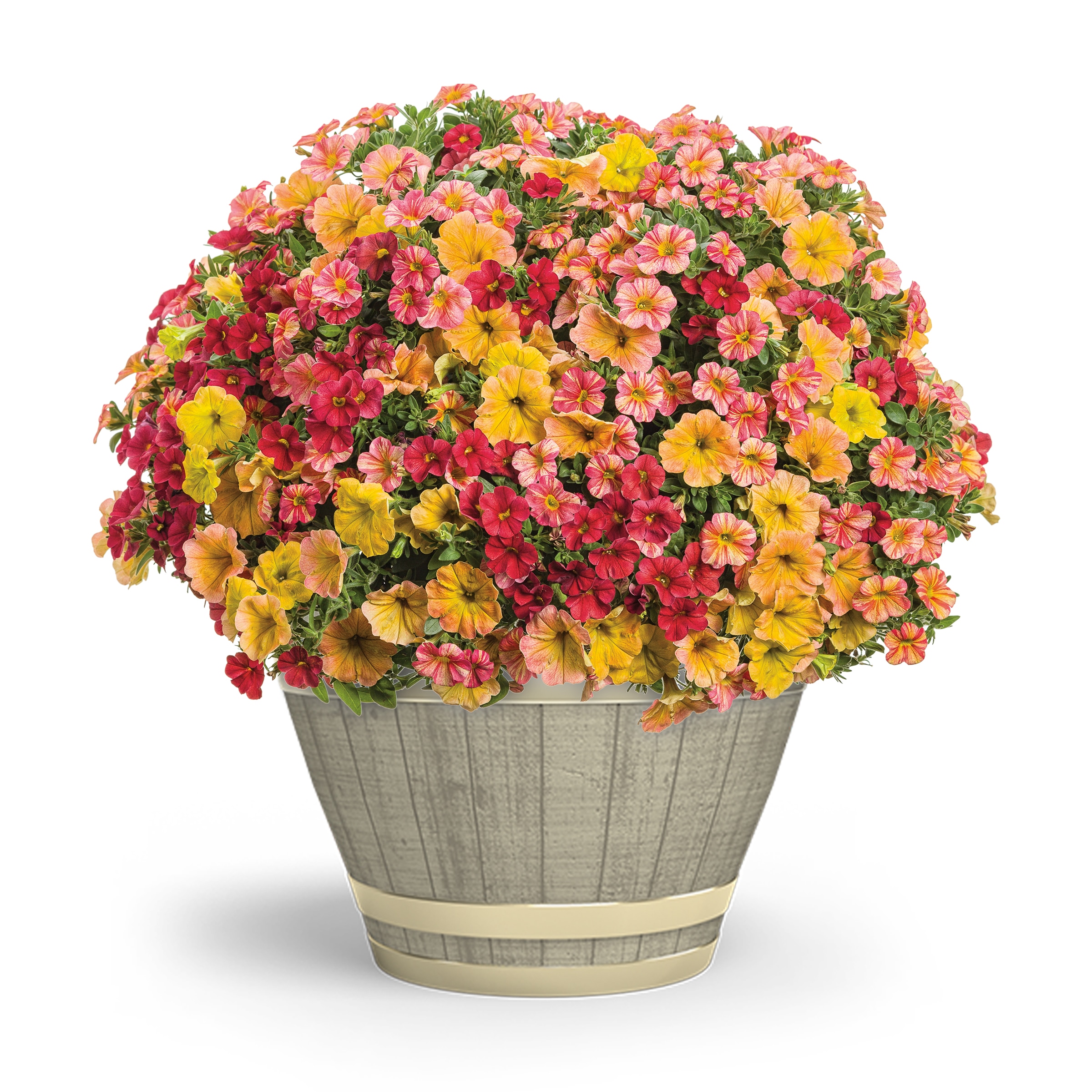 Proven Winner NURSERY Multicolor WHSKY PW (JOY) in 3 Quart(s) Planter 3 -Pack