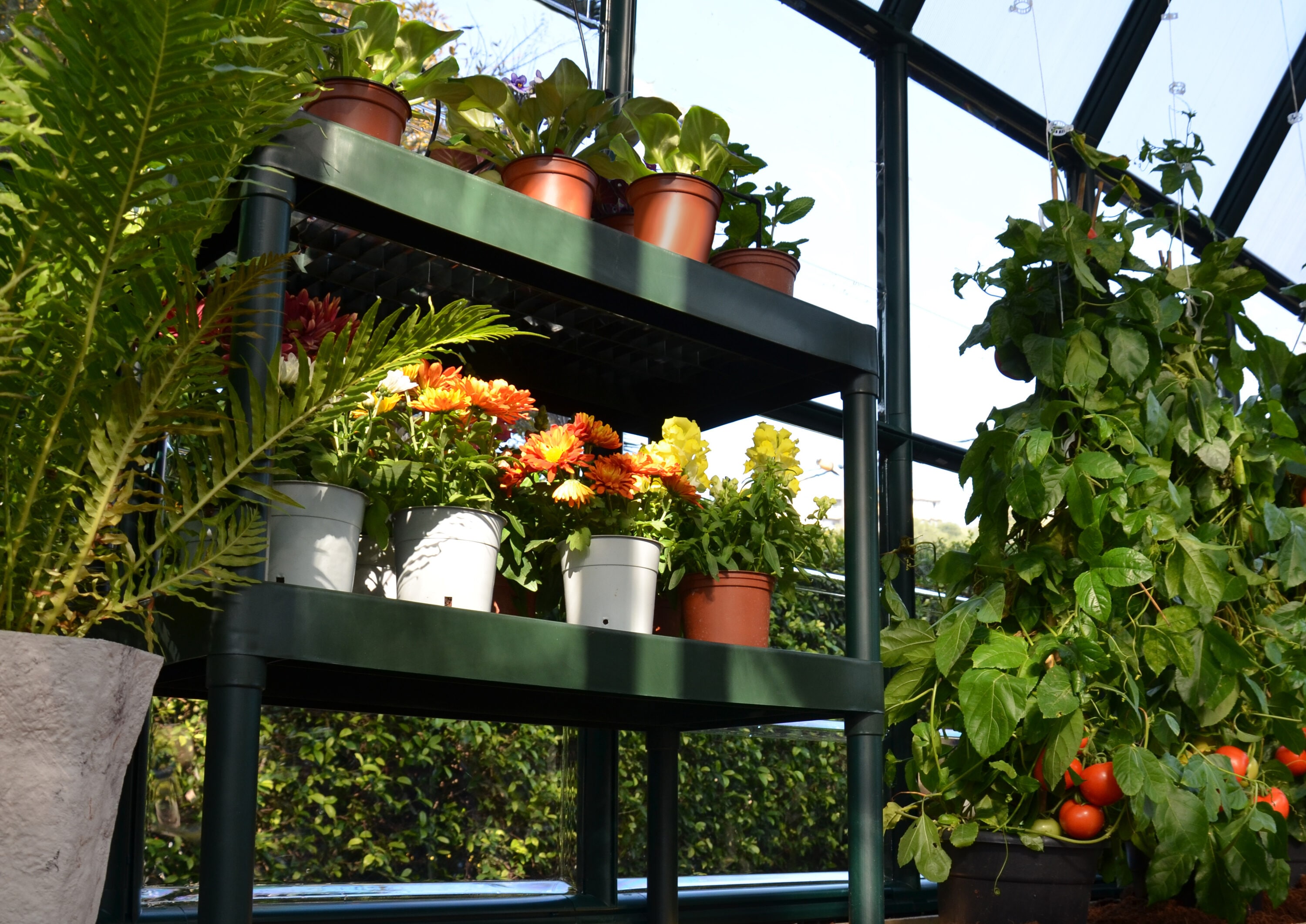 Canopia by Palram 702427 Greenhouse-Vent-Openers - View #4