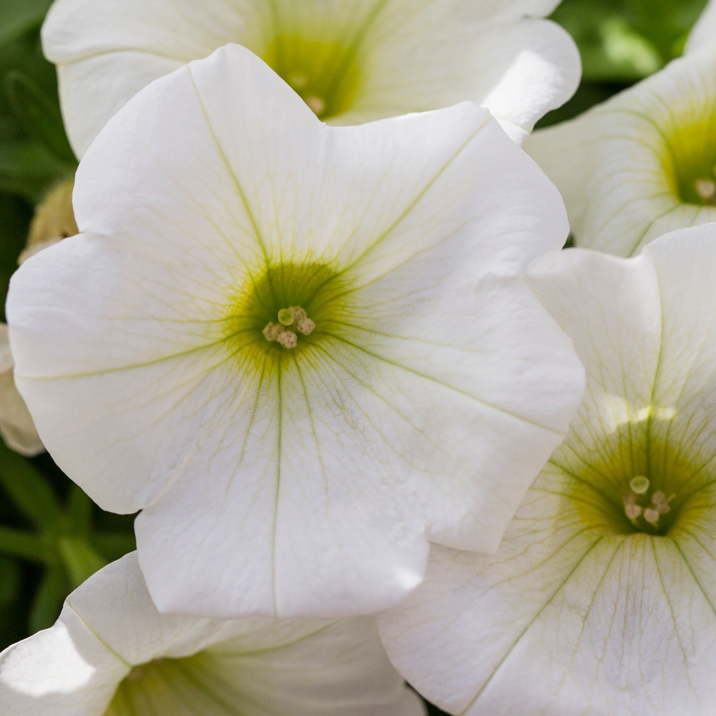 Lowe's NURSERY annuals - View #17