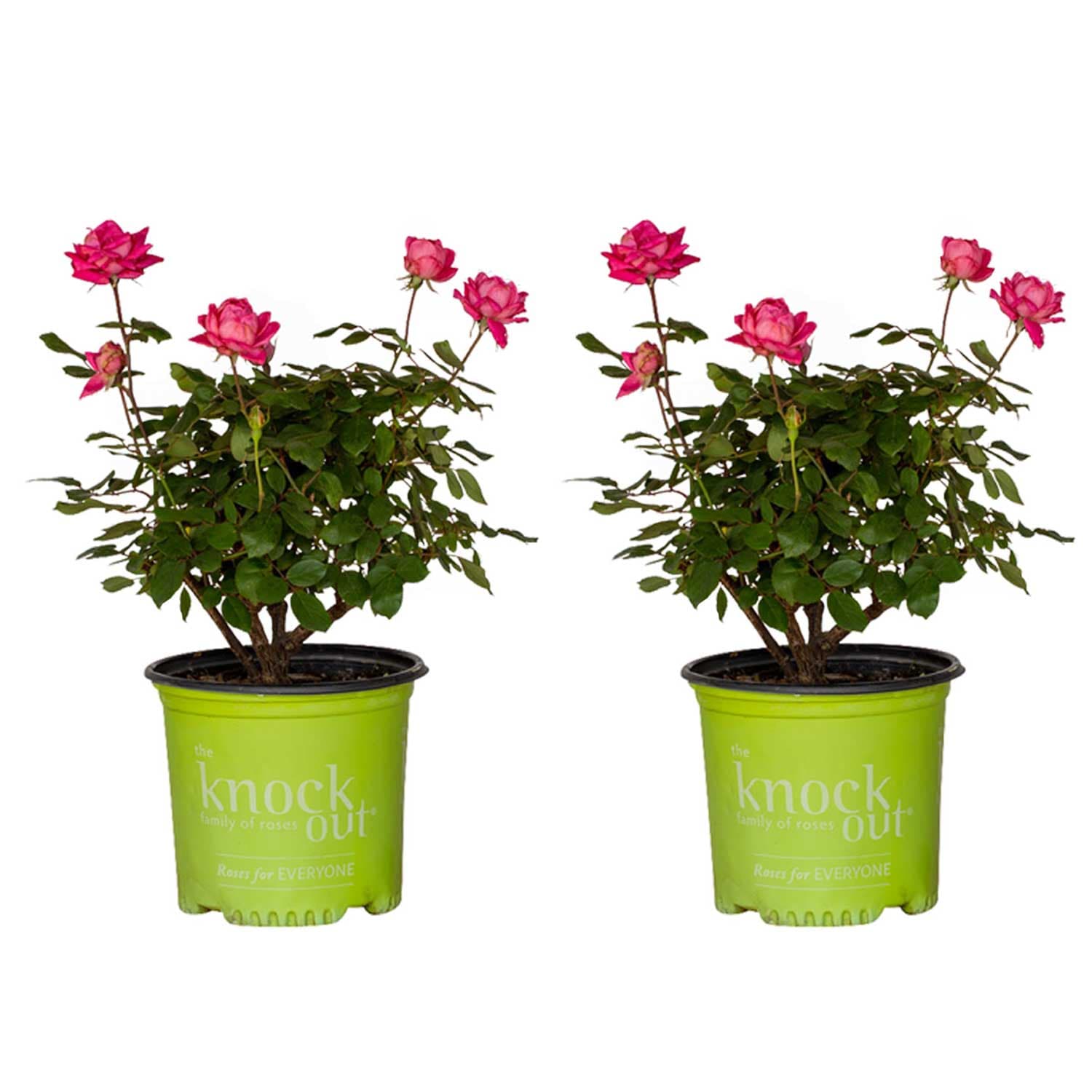 Nerium oleander Twist of Pink - Devil Mountain Wholesale Nursery