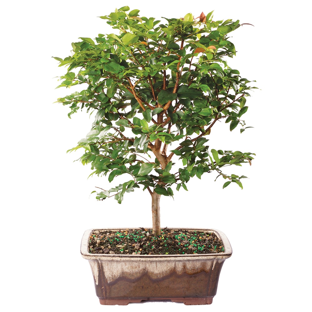 Brussel's Bonsai DT2712JMC trees - View #5