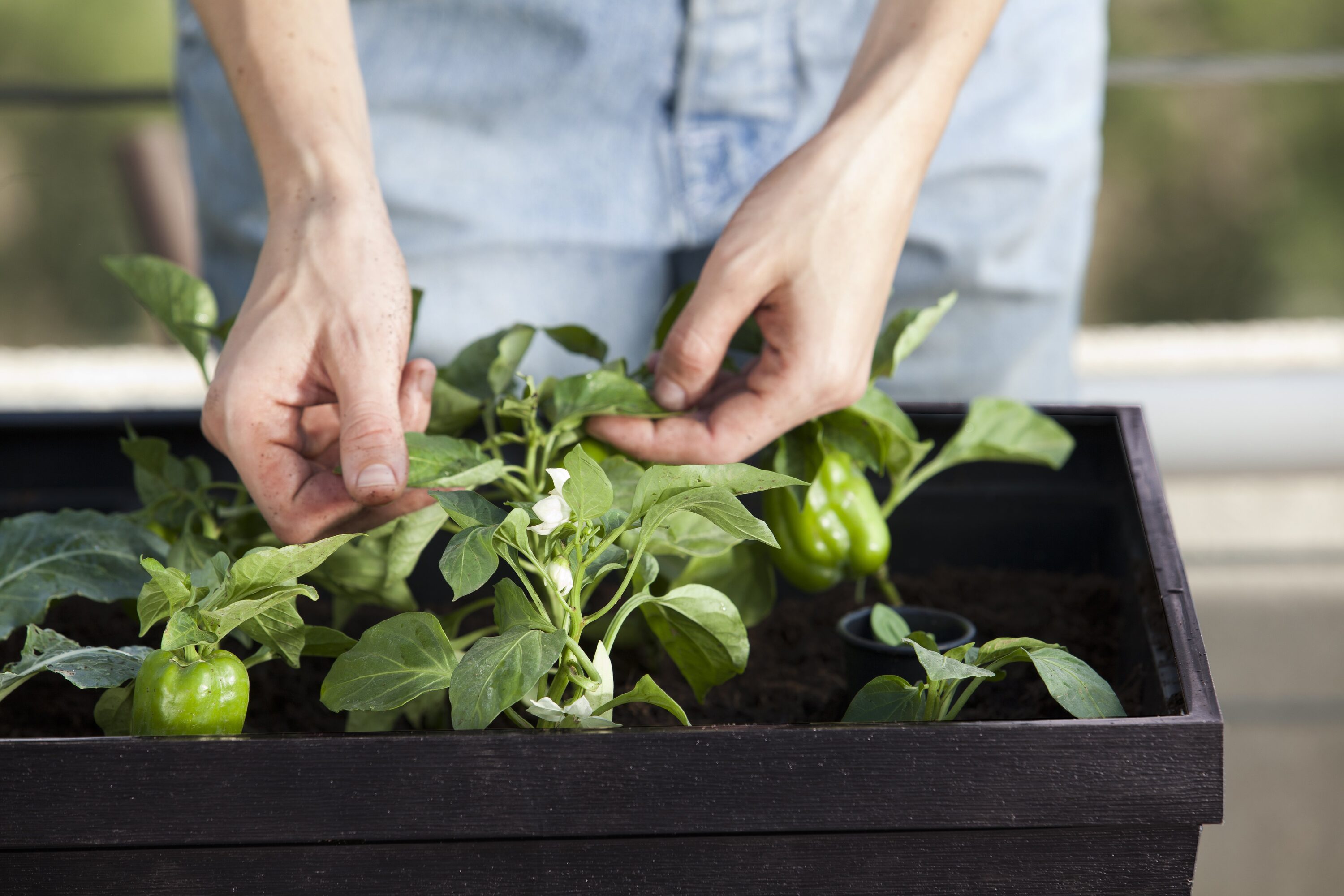 Keter 236157 Planter-Window-Box - View #14