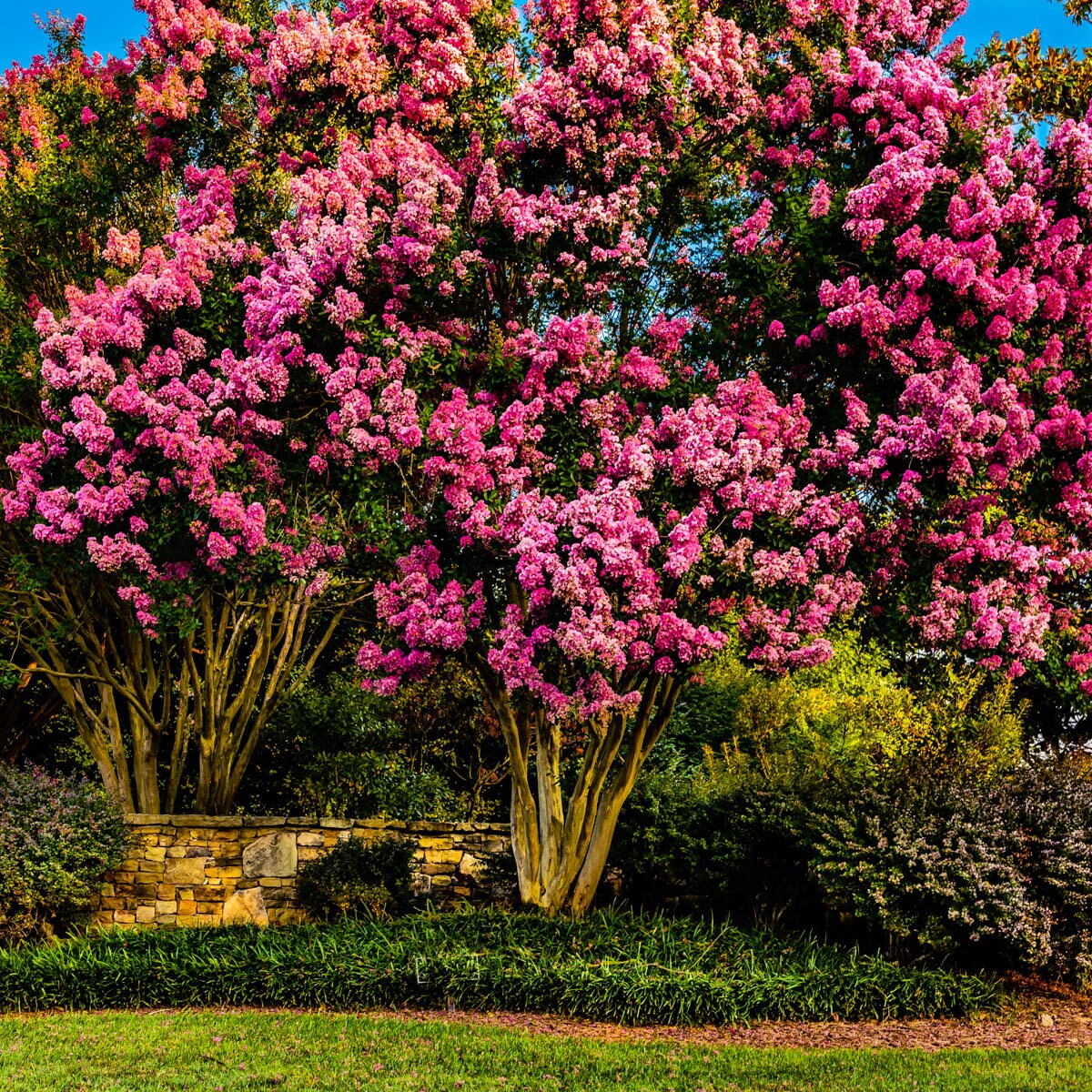 Gurneys Seed And Nursery Catawba Crape Myrtle Purple Flowering Shrub