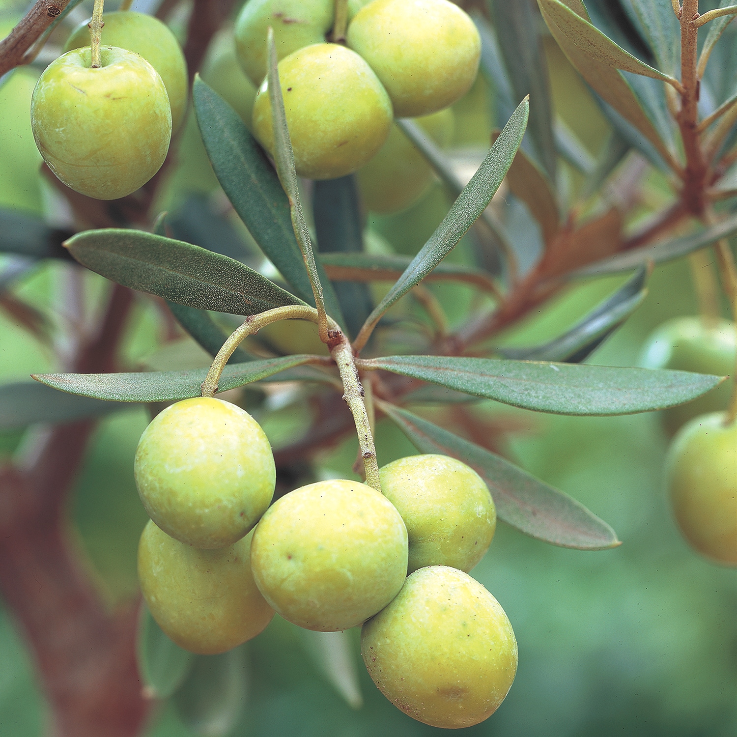 Gurney's Seed and Nursery Fruit Tree Tropical Mediterranean Olive In Pot  (With Soil) in the Trees department at