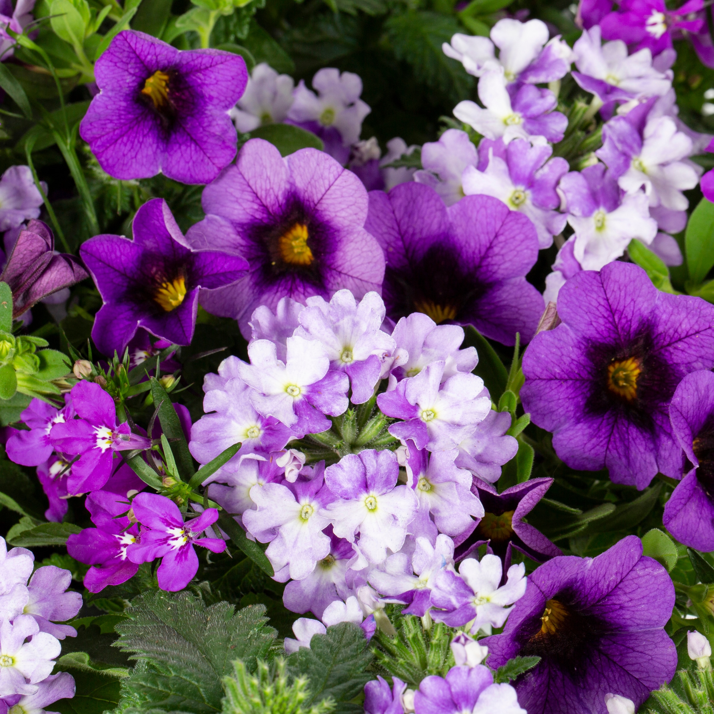 Proven Winners NURSERY annuals - View #2