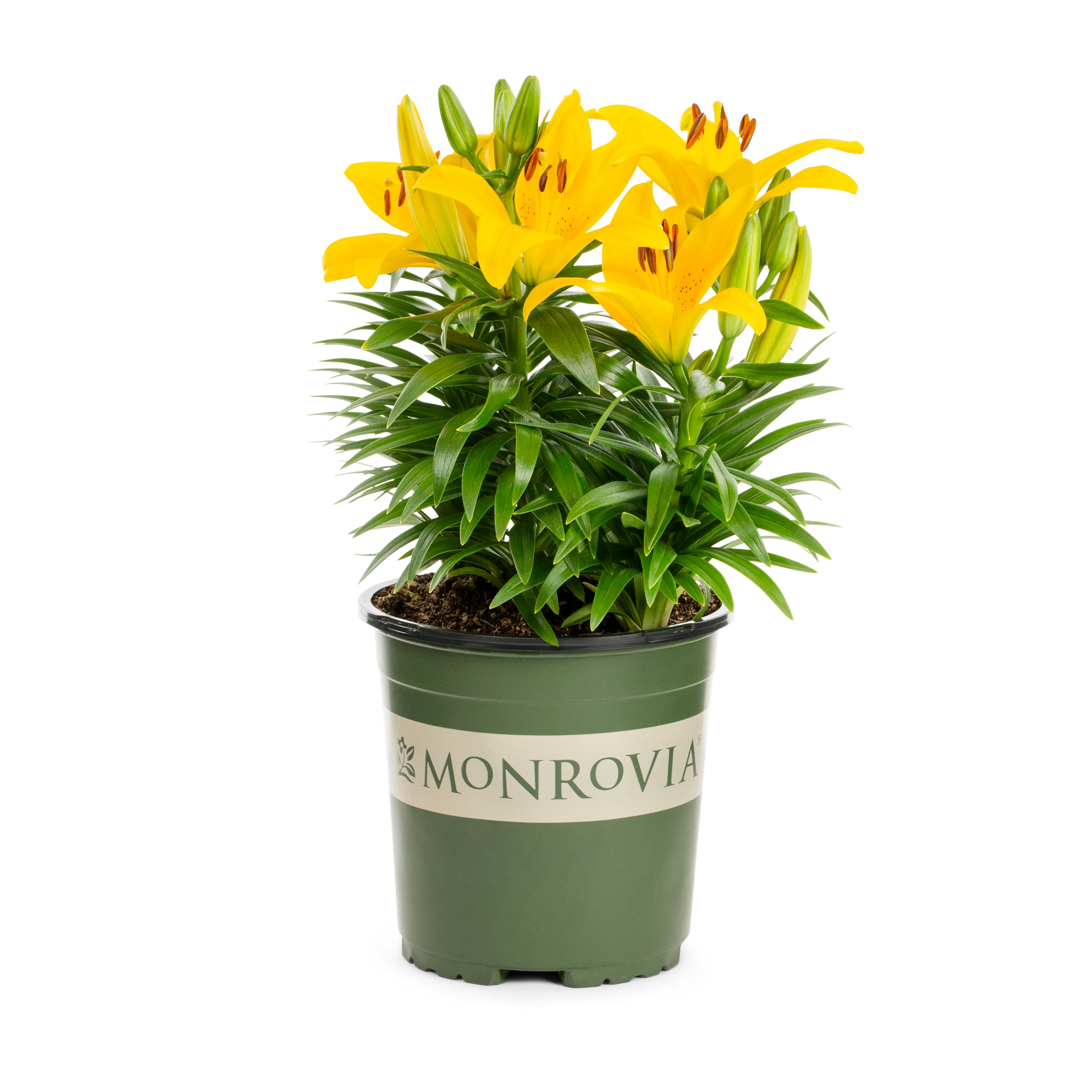 Monrovia 78673 perennials - View #4