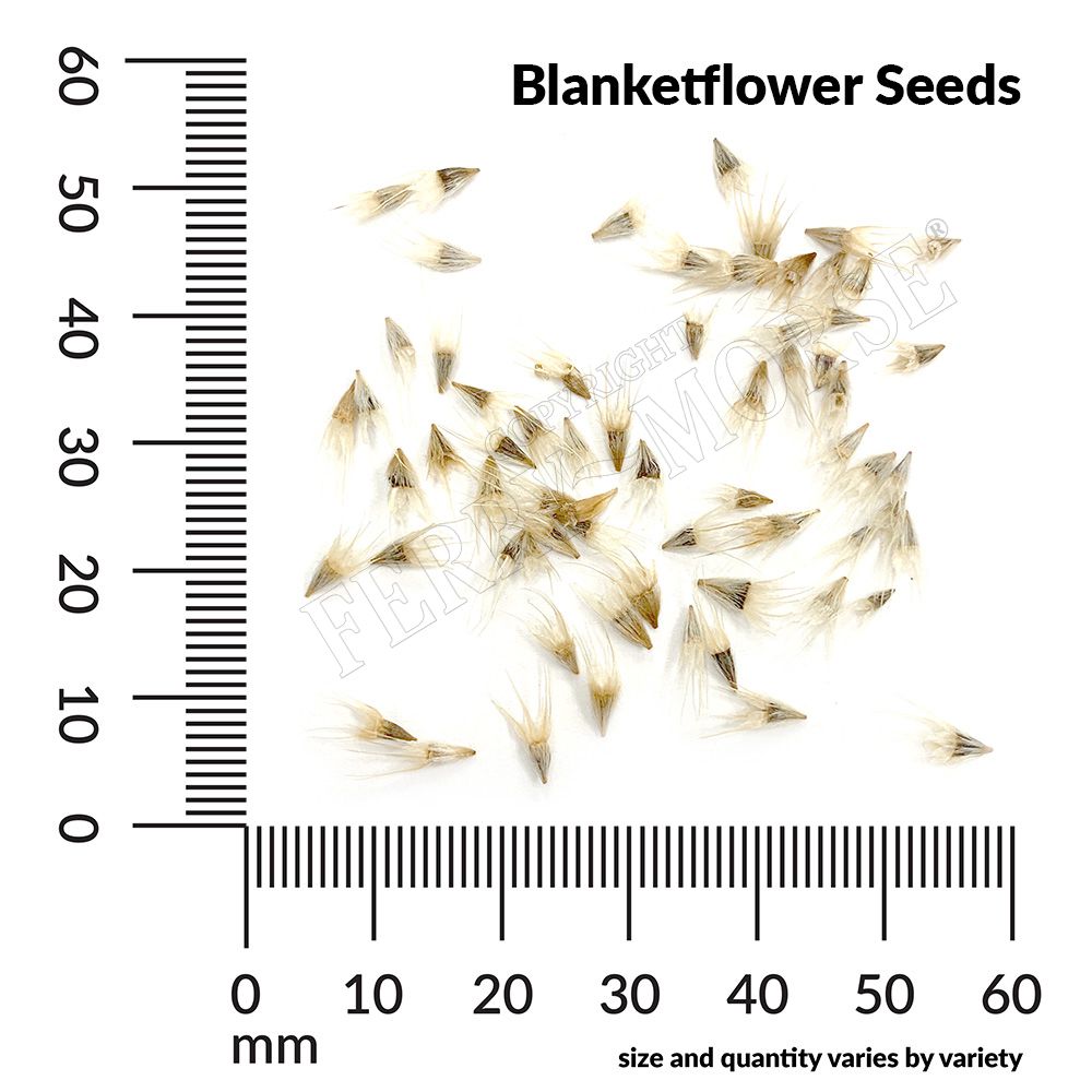 Ferry-Morse LC25.4063 seeds - View #4