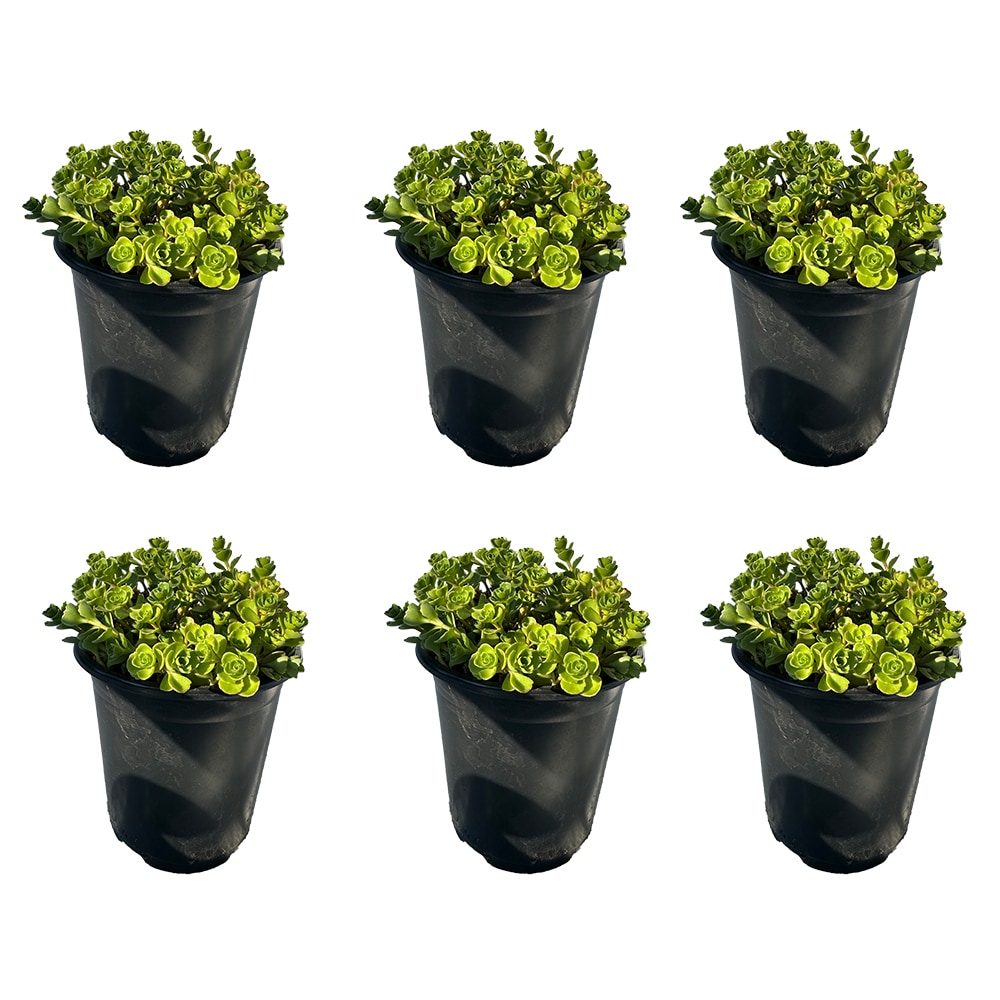 Runesay HBPLANT-14 Multicolor Turkey Tangle Frogfruit House plant in 6 Pack Pot 1 -Pack