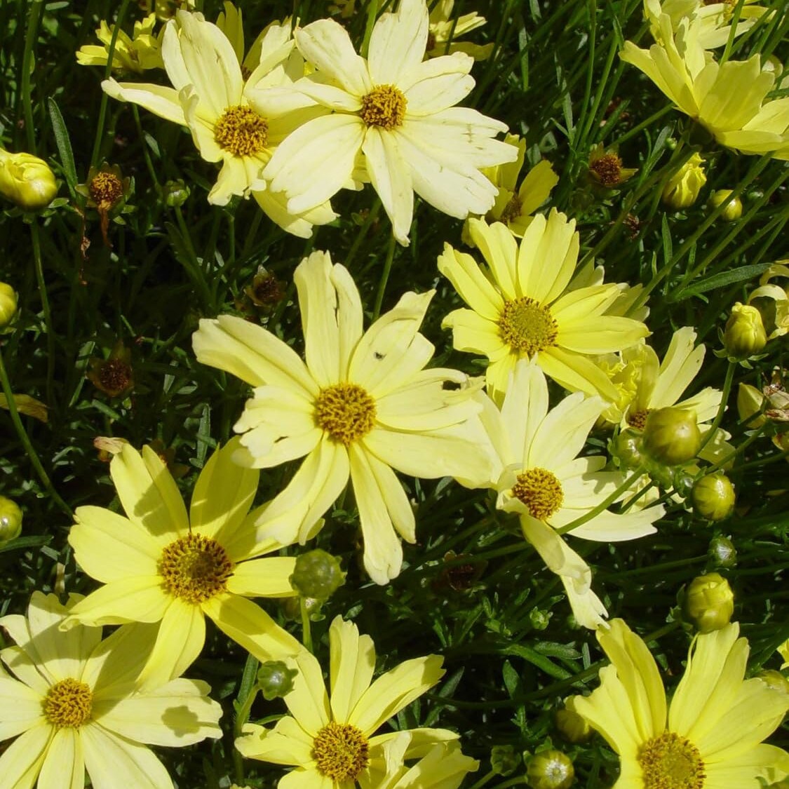 Daylily Nursery 21605 perennials - View #2