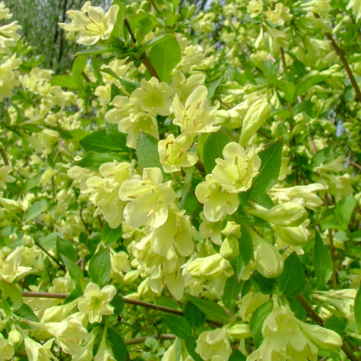 Spring Hill Nurseries Lemon Ice Weigela White Flowering Shrub in 1 Pack ...