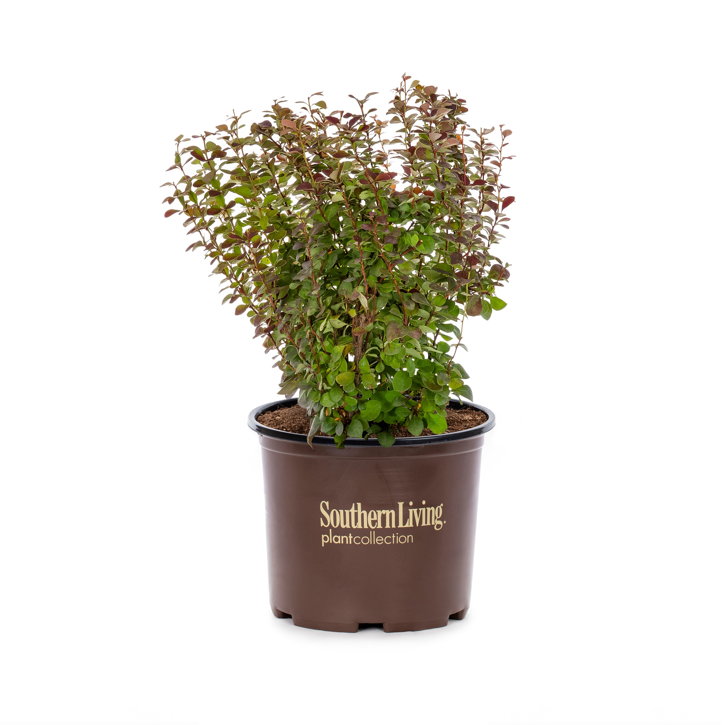 Lowe's Orange Rocket Barberry Accent Shrub in 3-Gallon Pot in the ...