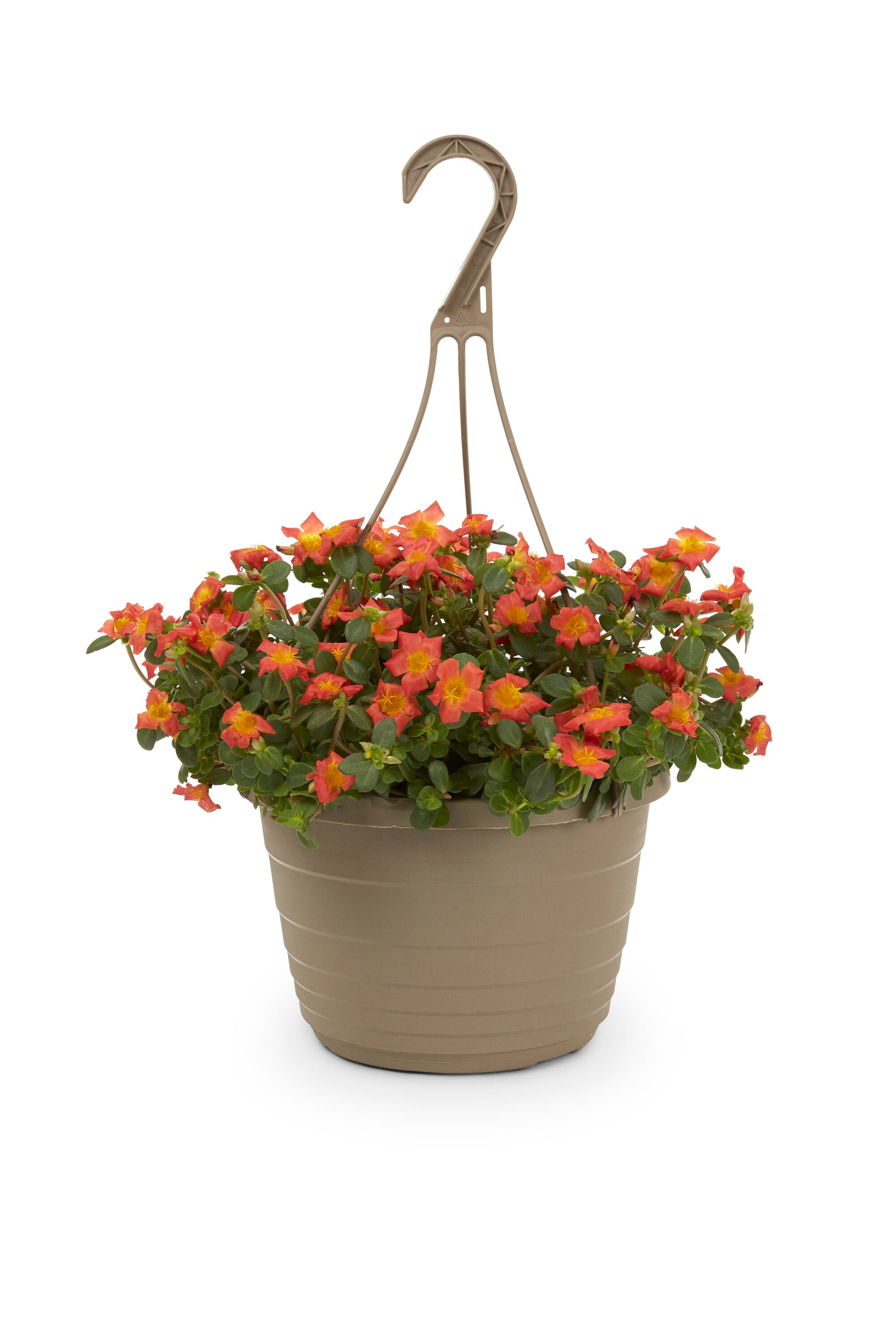 Metrolina Greenhouses 4778 Orange Portulaca in 1.5 Gallon(s) Hanging basket 1 -Pack