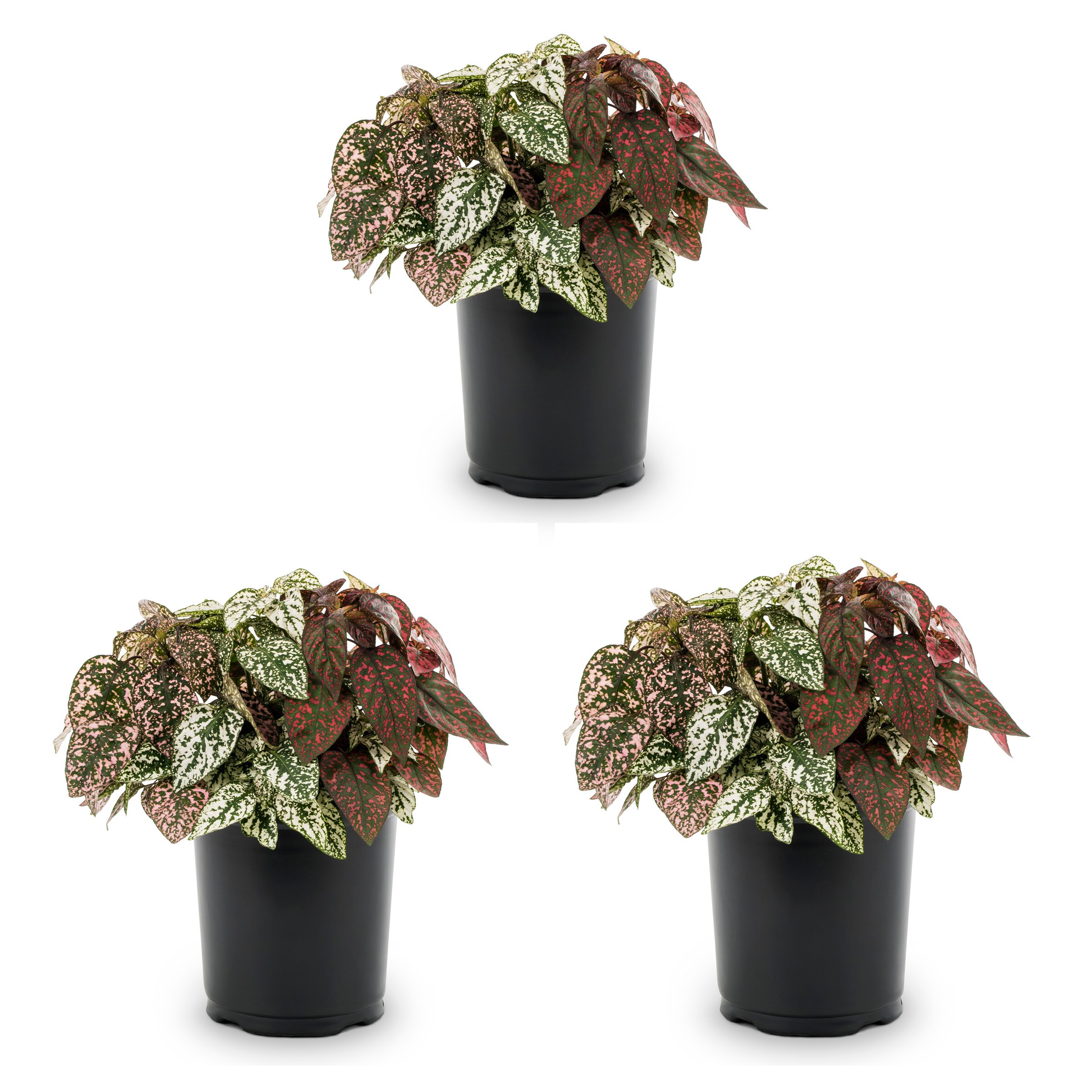 Metrolina Greenhouses Accent Hypoestes in 2.5-Quart Pot 3-Pack at Lowes.com