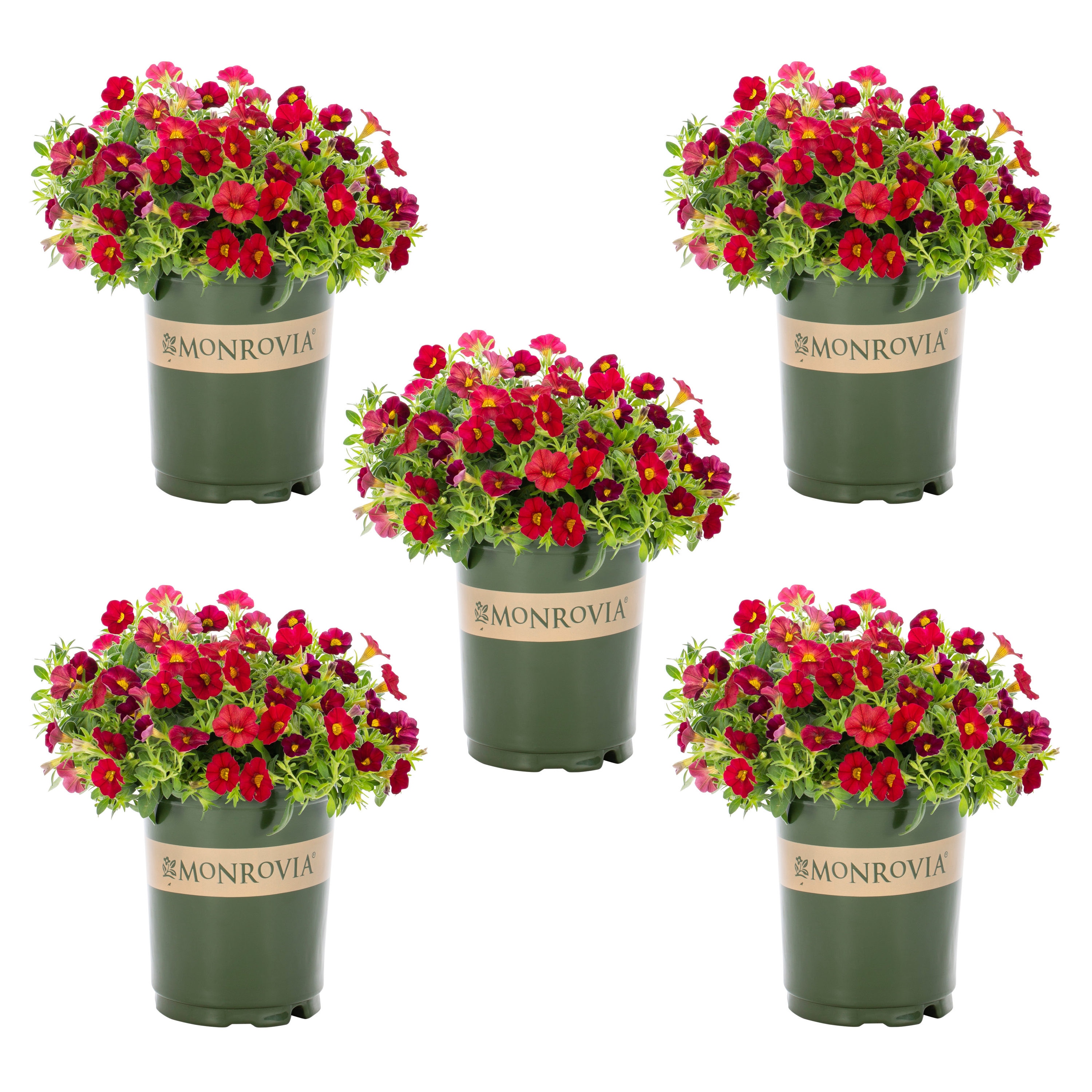 Monrovia 4813 Red Calibrachoa in 1.5 Pint Pot 5 -Pack