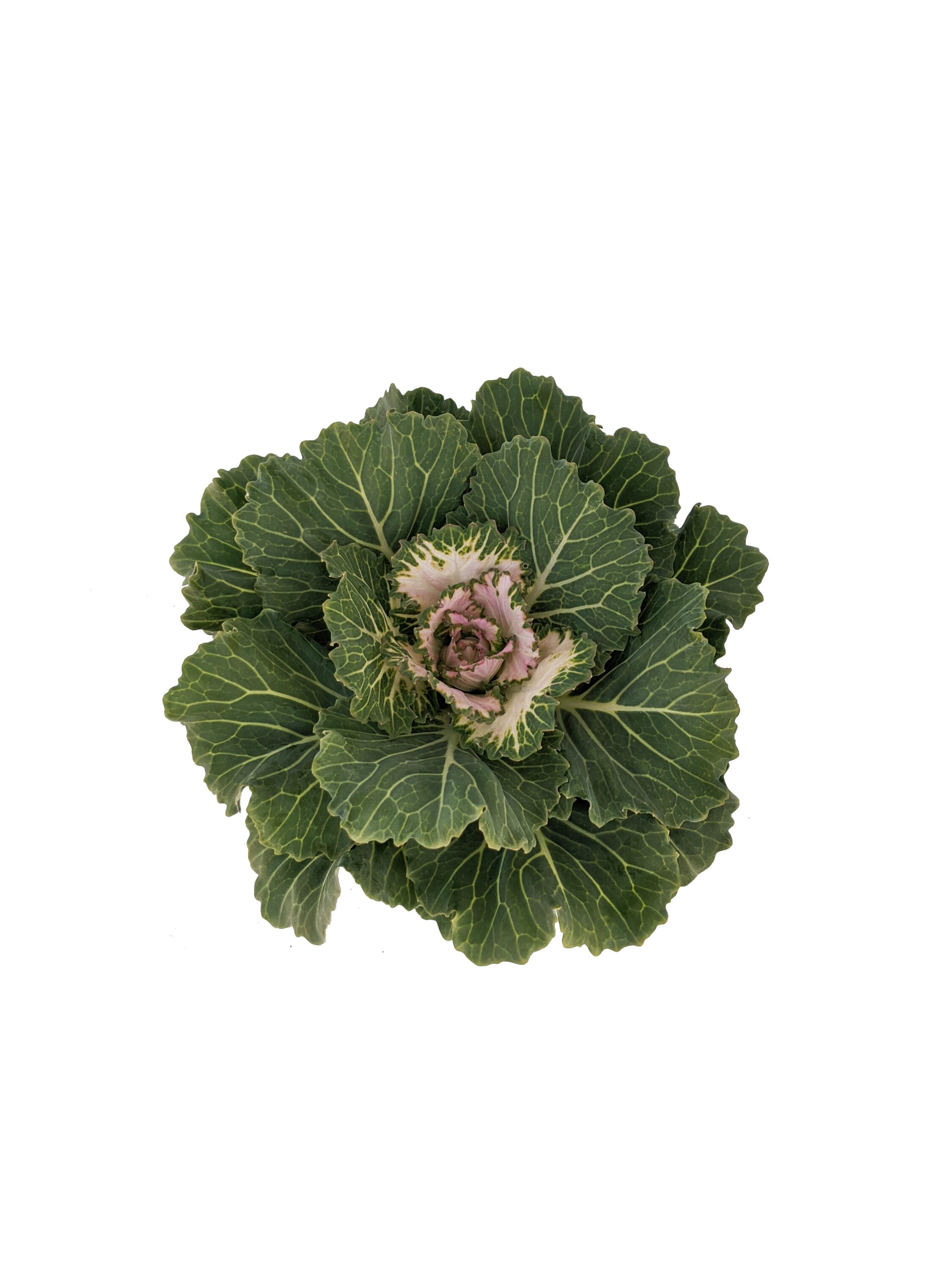  1202 annuals - View #3