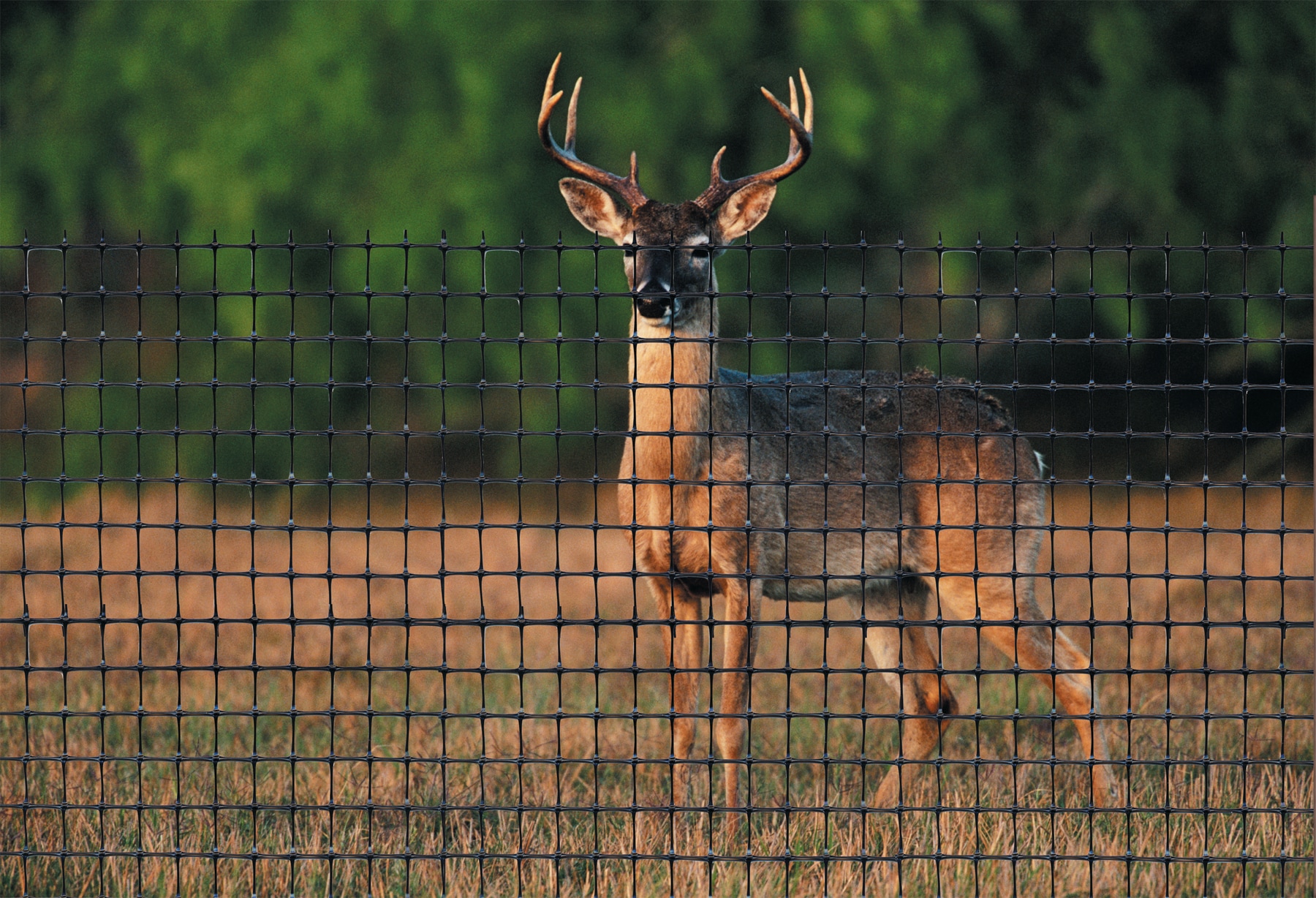 Deer x Netting 7' x 100