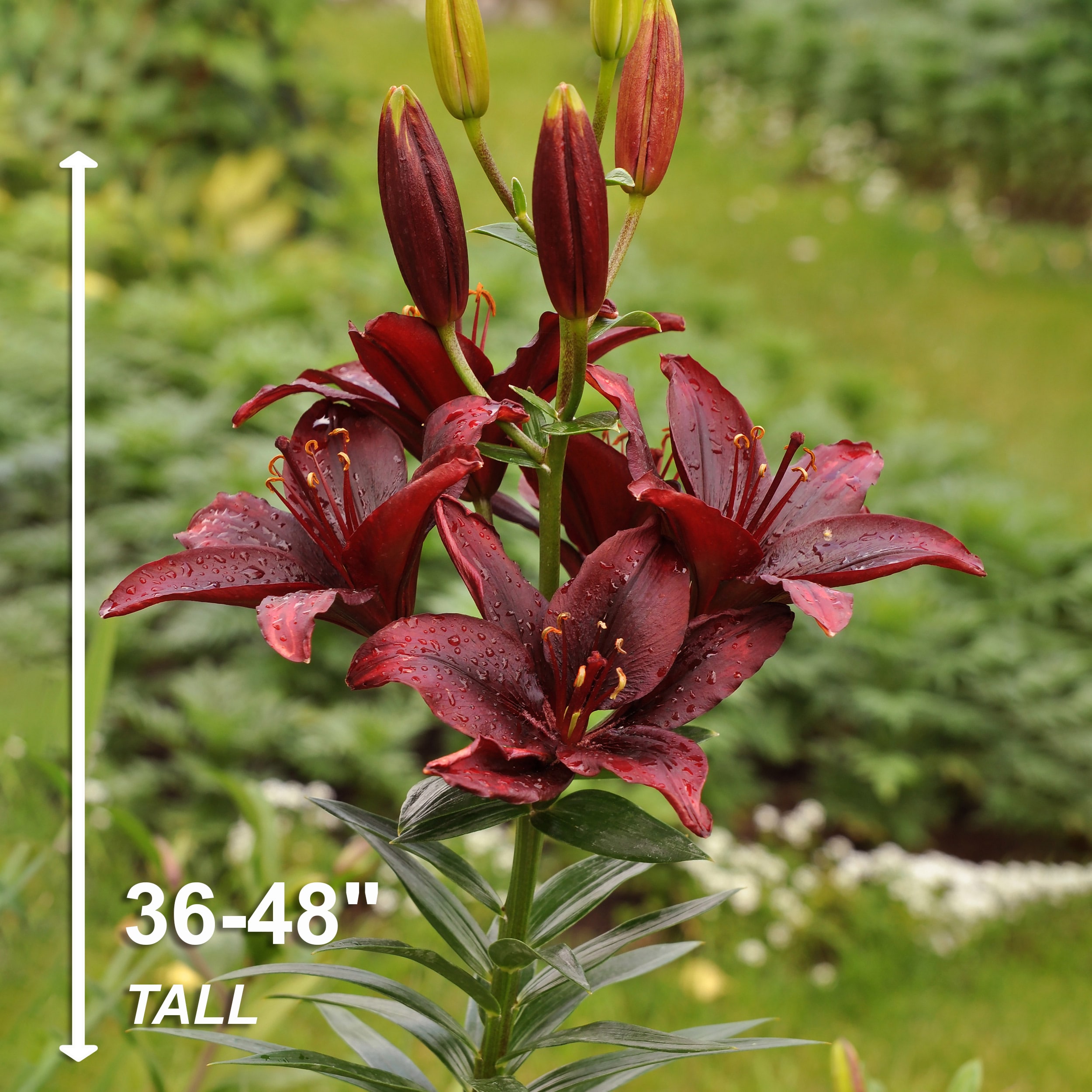 Garden State Bulb ECS-50-30-03 Plant-Bulbs - View #5