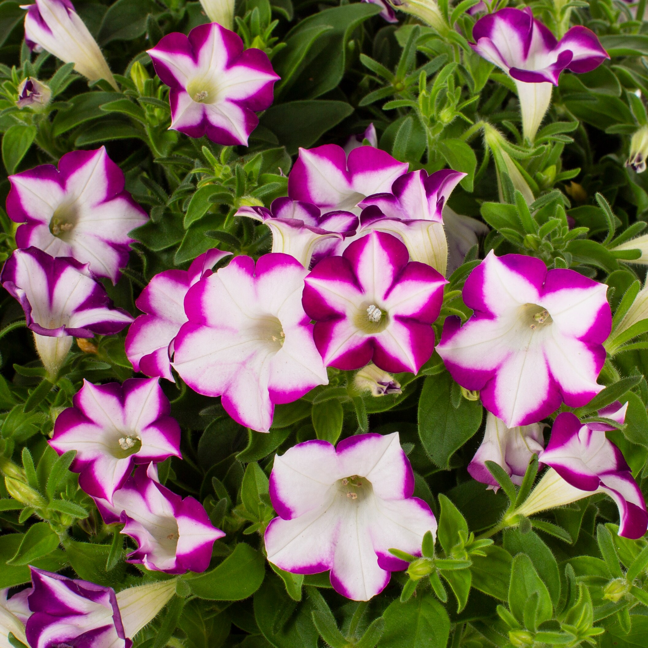 Lowe's NURSERY annuals - View #5