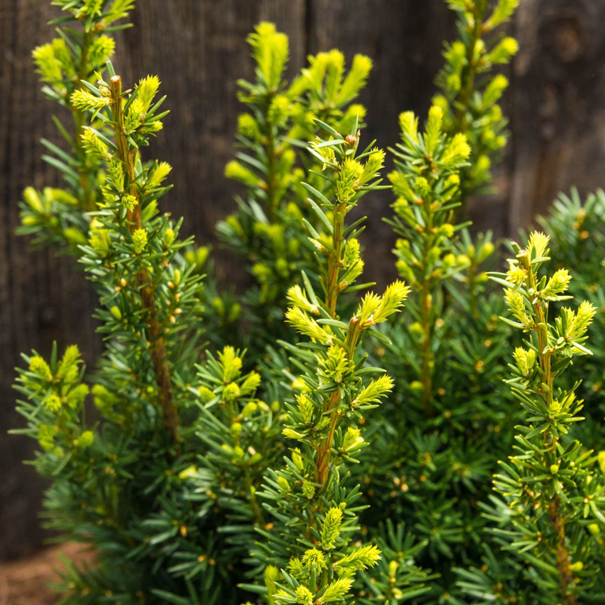 Spring Hill Nurseries Browni Globe Yew Evergreen Foundation/Hedge Shrub