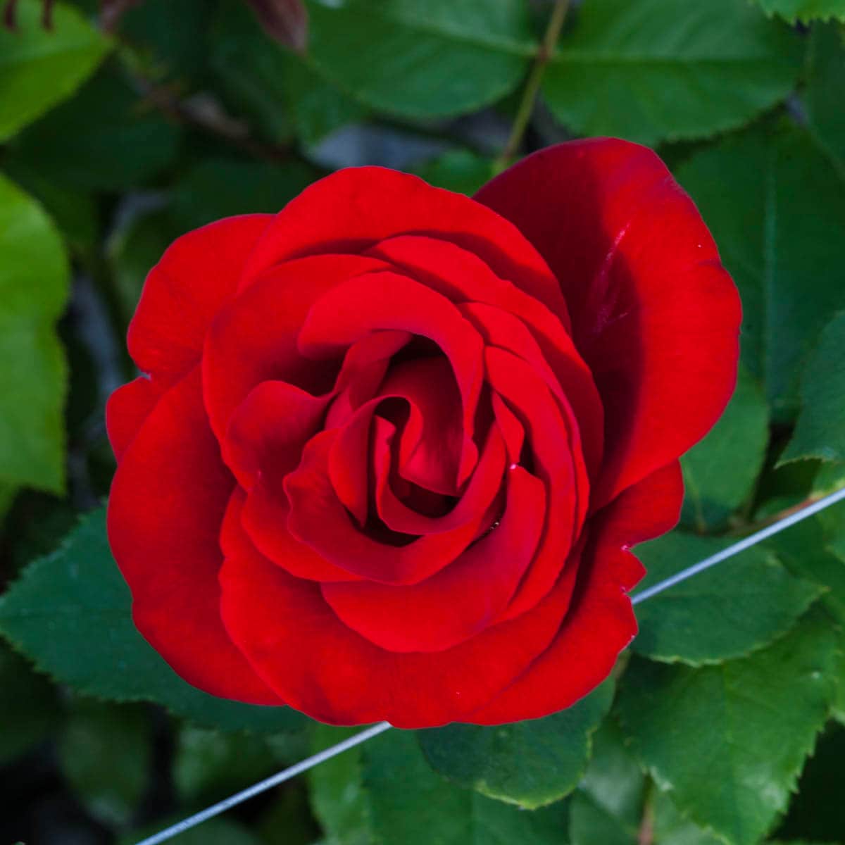 Spring Hill Nurseries 92368 Red Flowering Oh My Floribunda Rose 2.25 -Gallon Pot