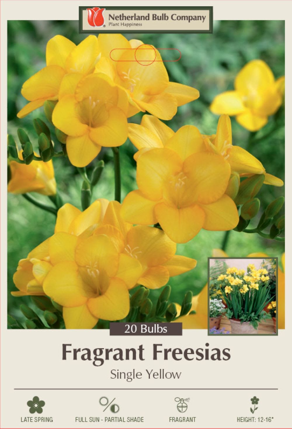 Hirt's Gardens NETH744703762 Yellow Single Freesia 20 Bulbs - Fragrant - 6 cm Bulbs