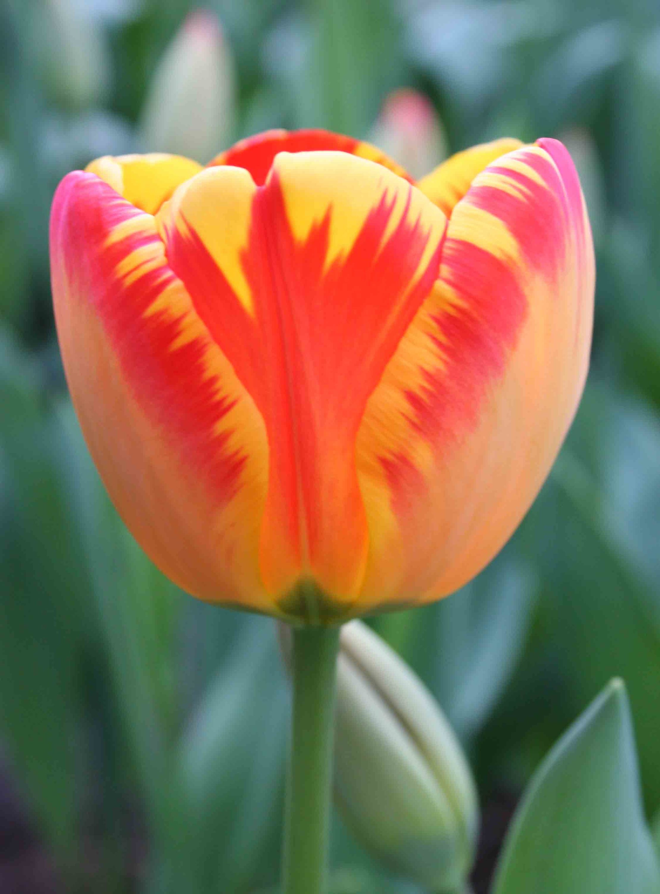  20.23451 Mixed Banja Luka Darwin Hybrid Tulip Bulbs