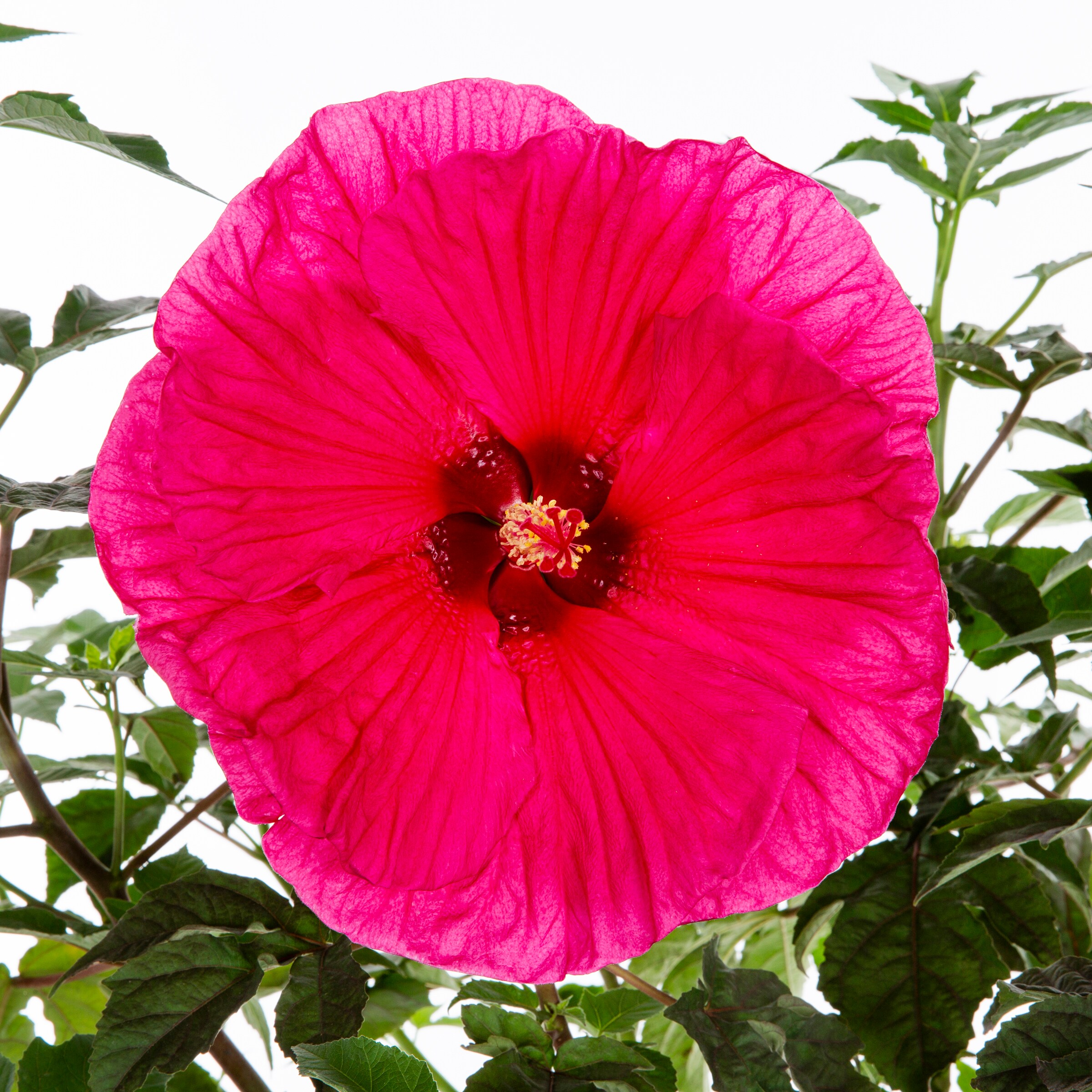 Pink Neon Hibiscus Flowers | Skin For Instant Pot Smart WiFi 6QT