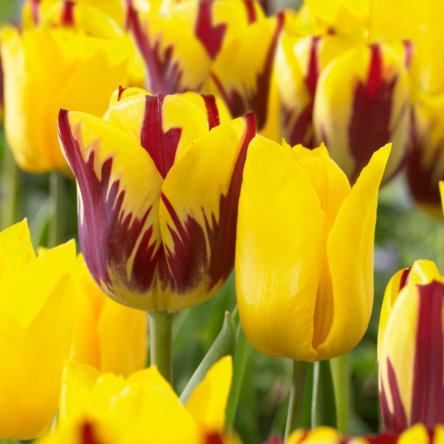 Garden State Bulb ECF-131-25-01 Multicolor Yellow and Maroon Mix Triumph Tulip Bulbs 25 Count