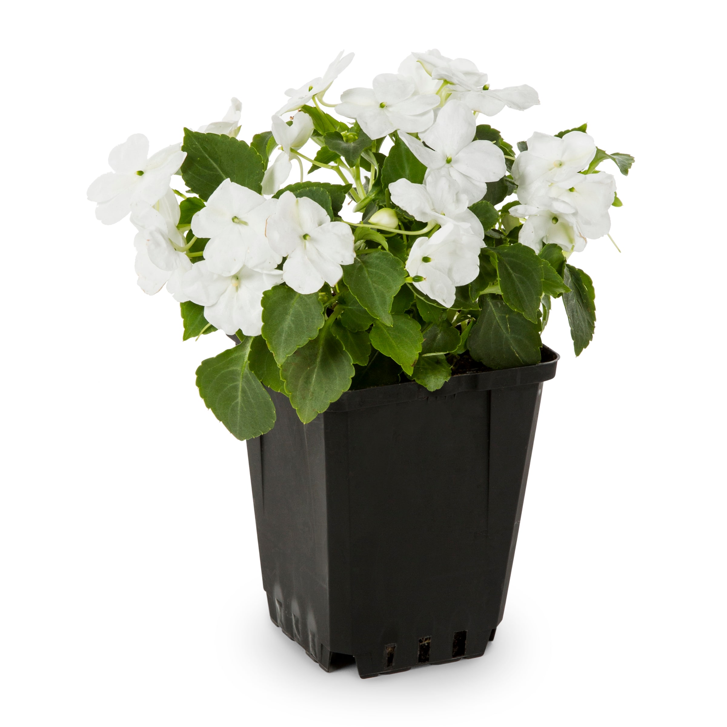 Lowe's 162547 annuals - View #3