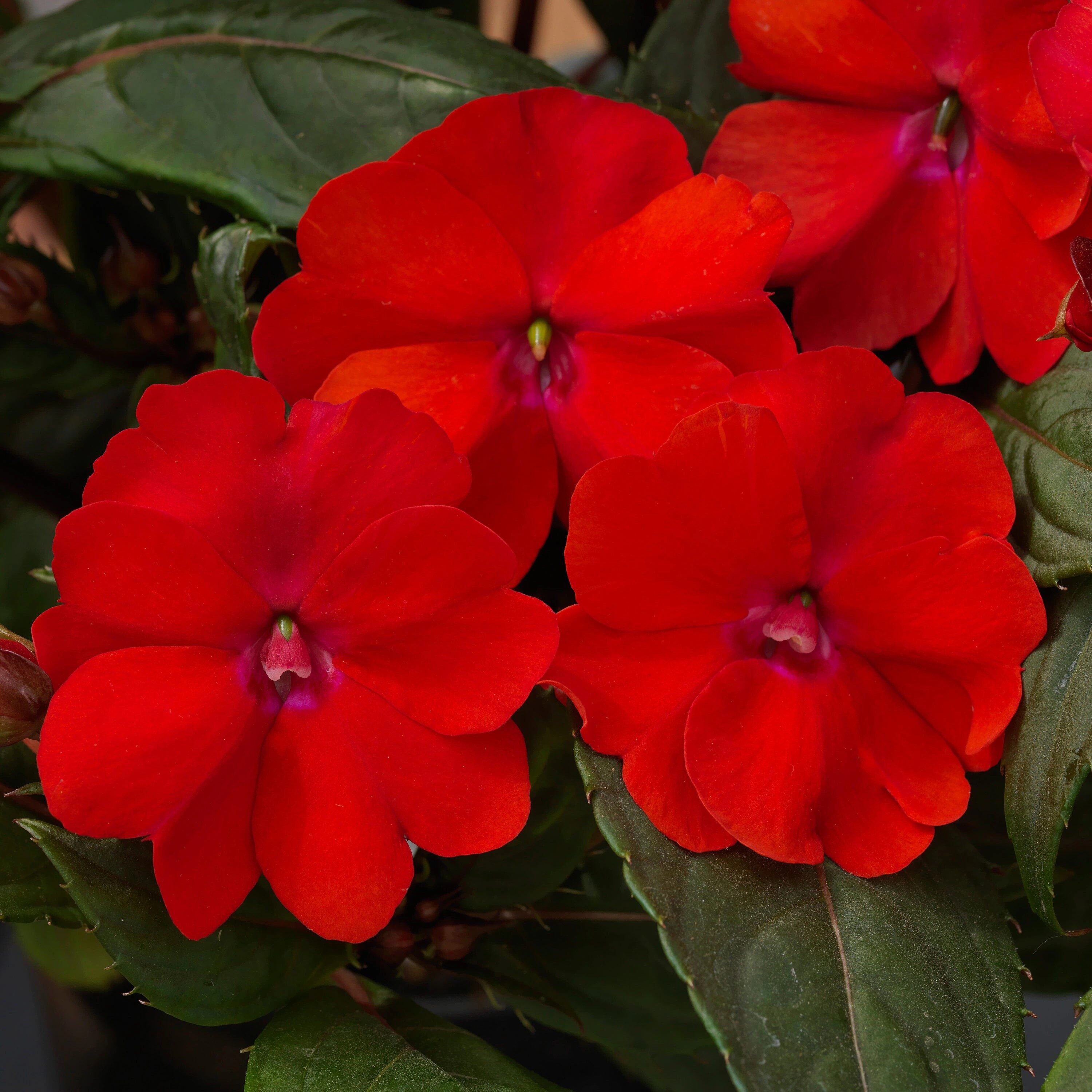Lowe's 829267 annuals - View #2