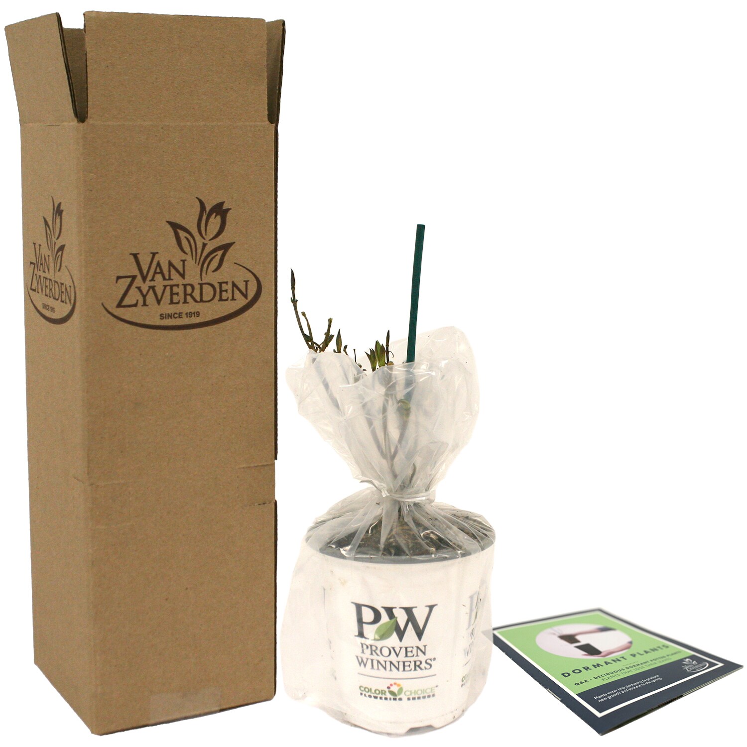 Van Zyverden 84599 Plant-Bulbs - View #8