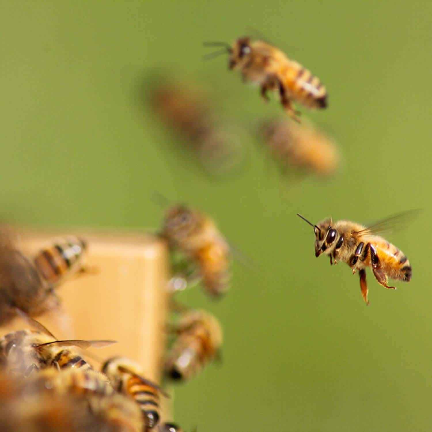 Lehman's 1685111 Bee-Houses - View #3