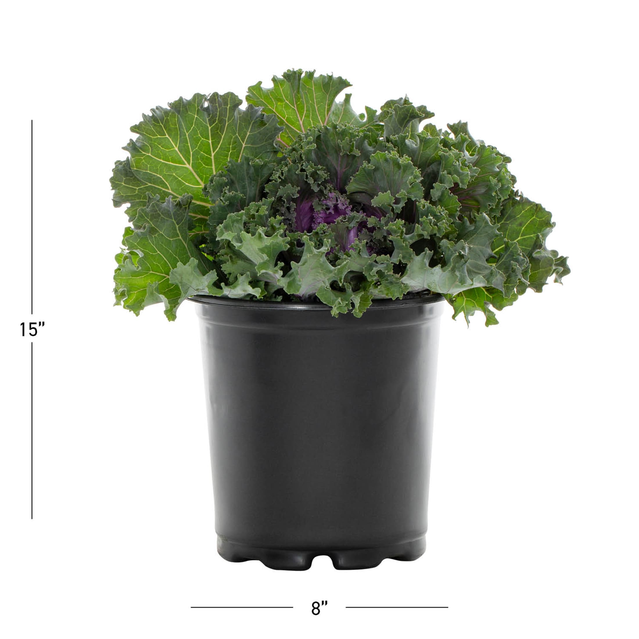 Metrolina Greenhouses 5196 annuals - View #3