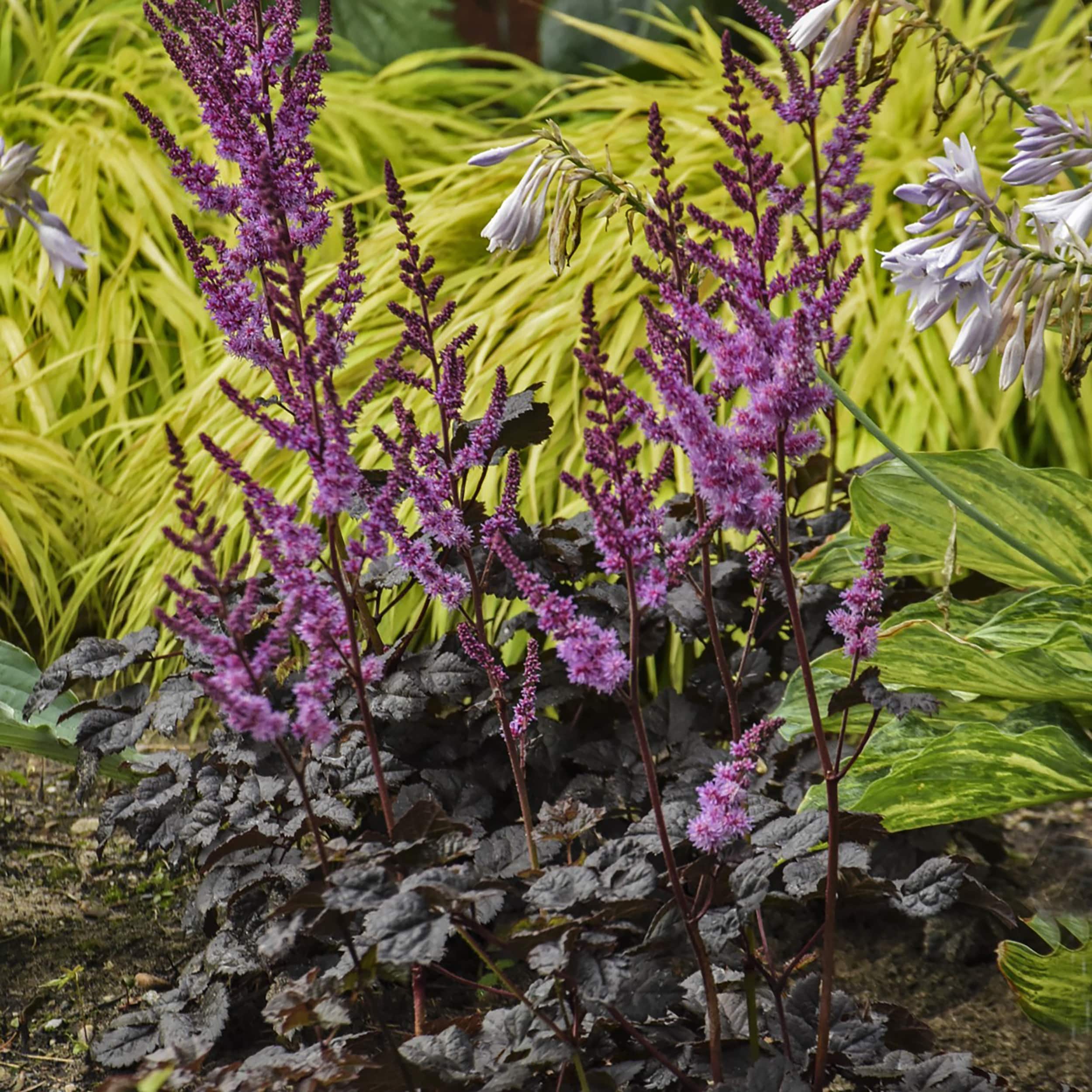 Proven Winners ASLPWP1006102 perennials - View #3