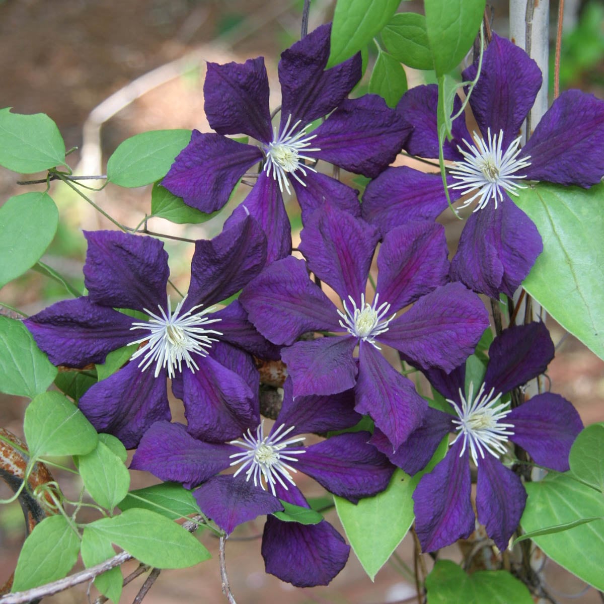 Spring Hill Nurseries Etoile Violette Clematis Vining Perennial Plant in  1-Pack Bareroot in the Perennials department at Lowes.com