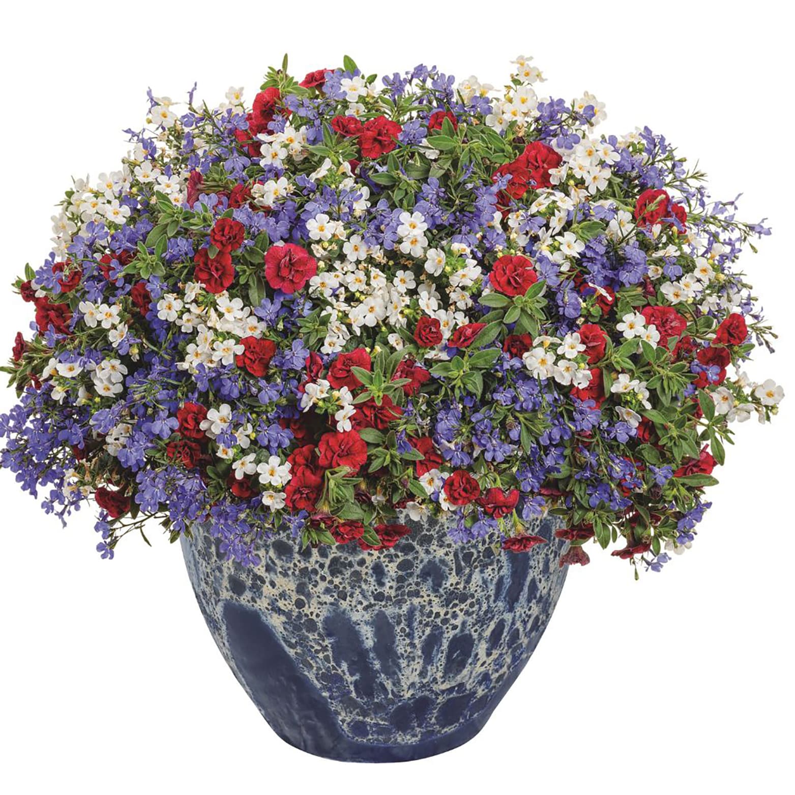 Proven Winners BACPRW1117504 annuals - View #3
