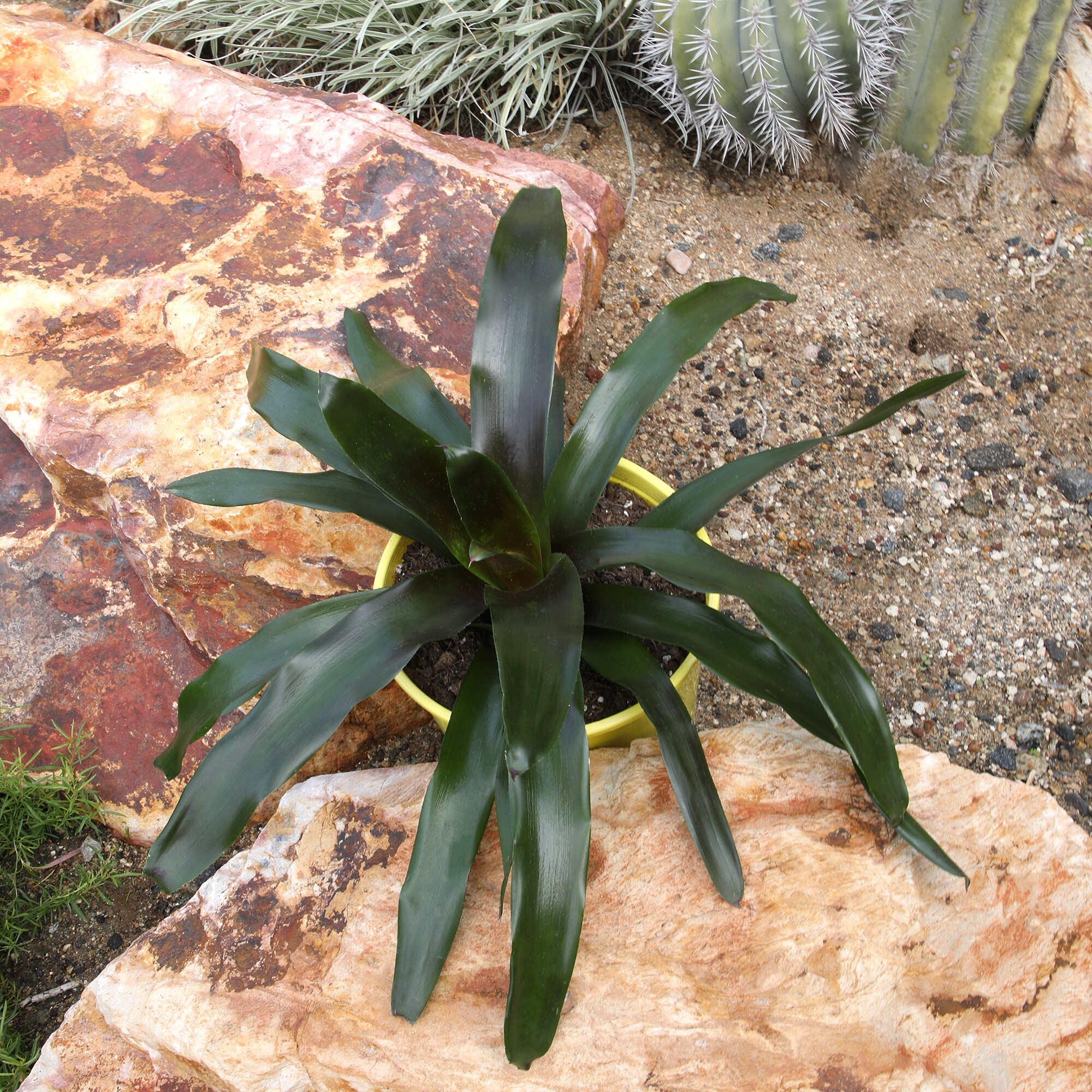 Altman Plants 0873126 perennials - View #4