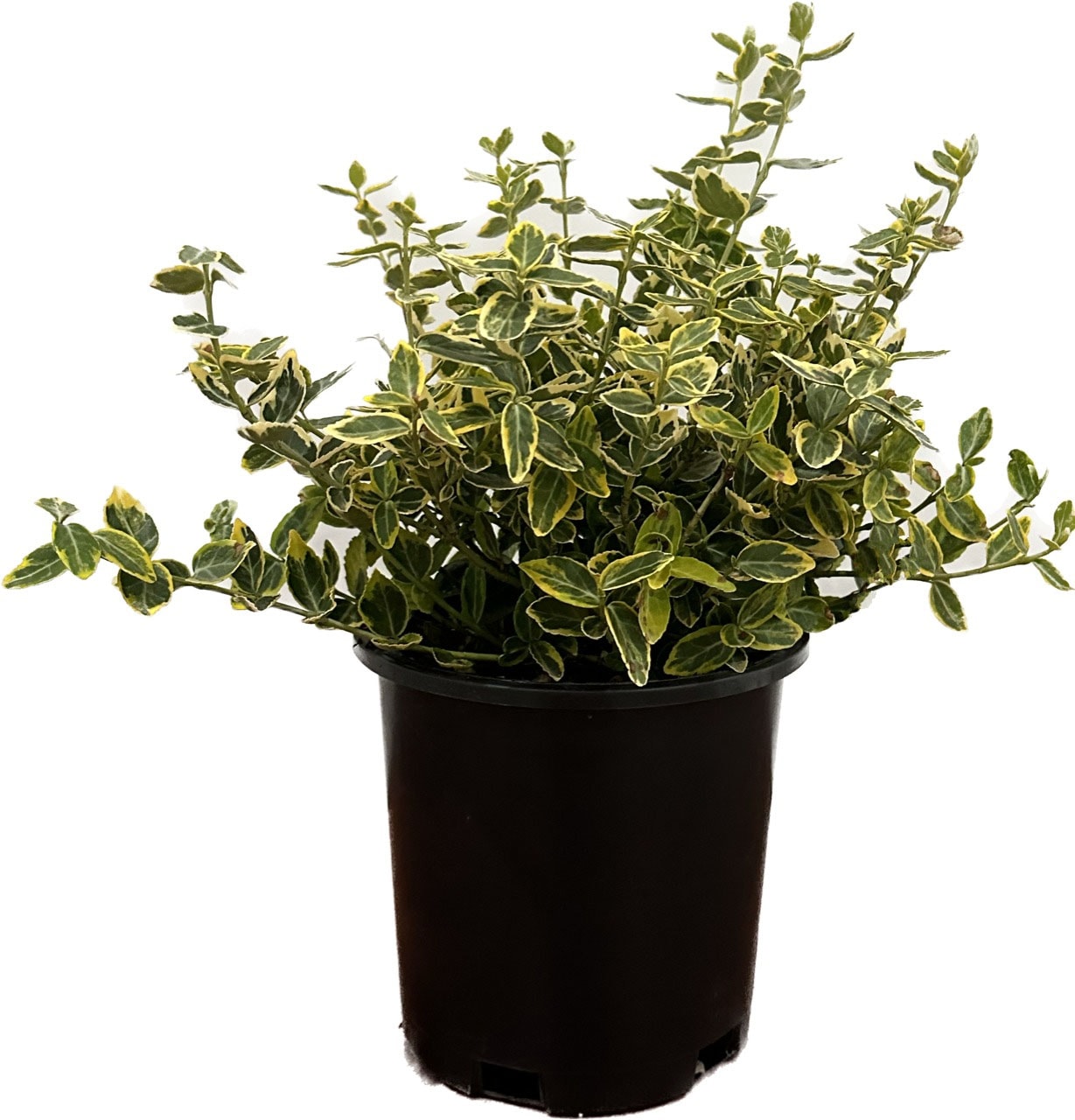  O232501 2.5 QT. Euonymus Emerald and Gold Accent Shrub in 2.5 -Quart Pot 1 -Pack