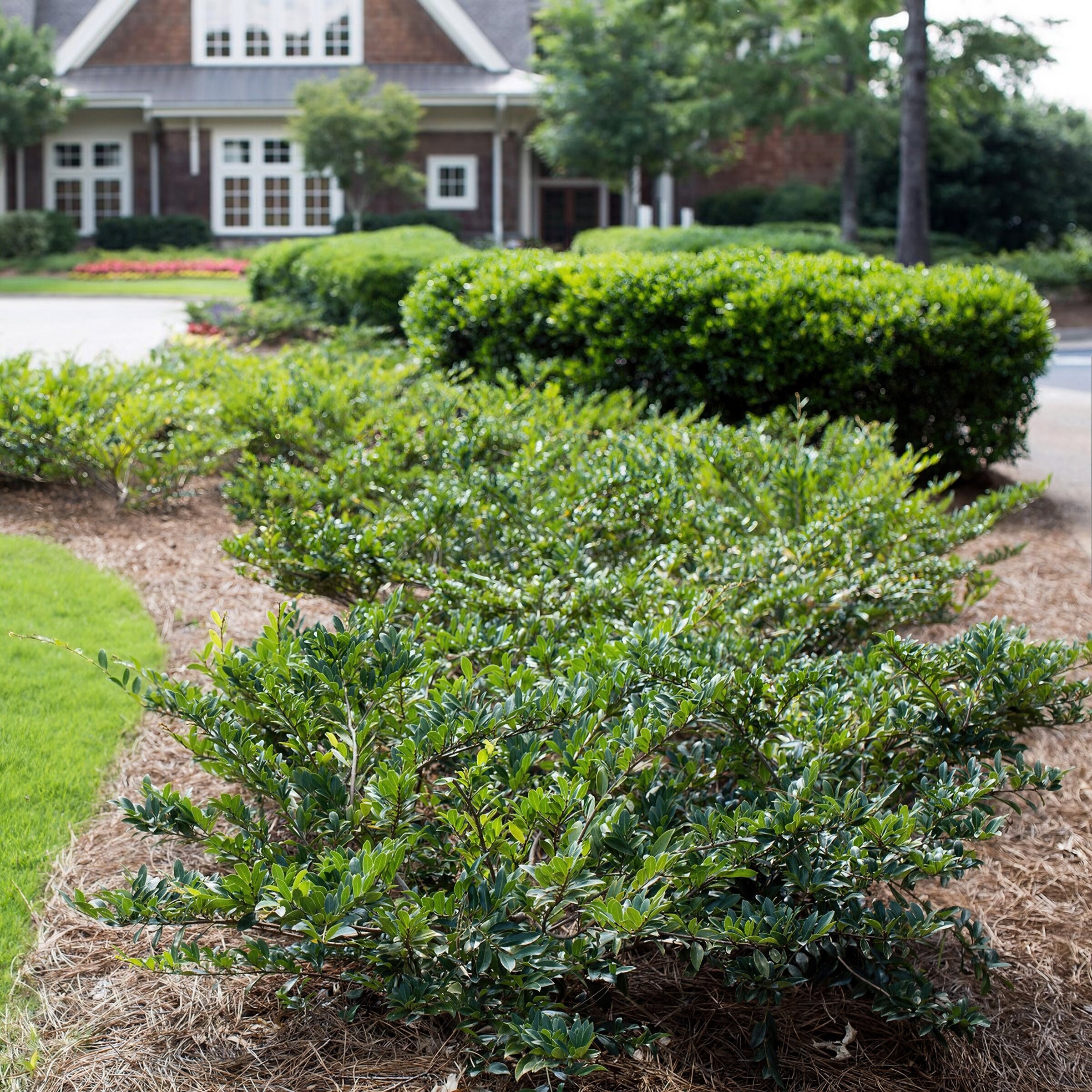 National Plant Network LW2719 shrubs - View #6