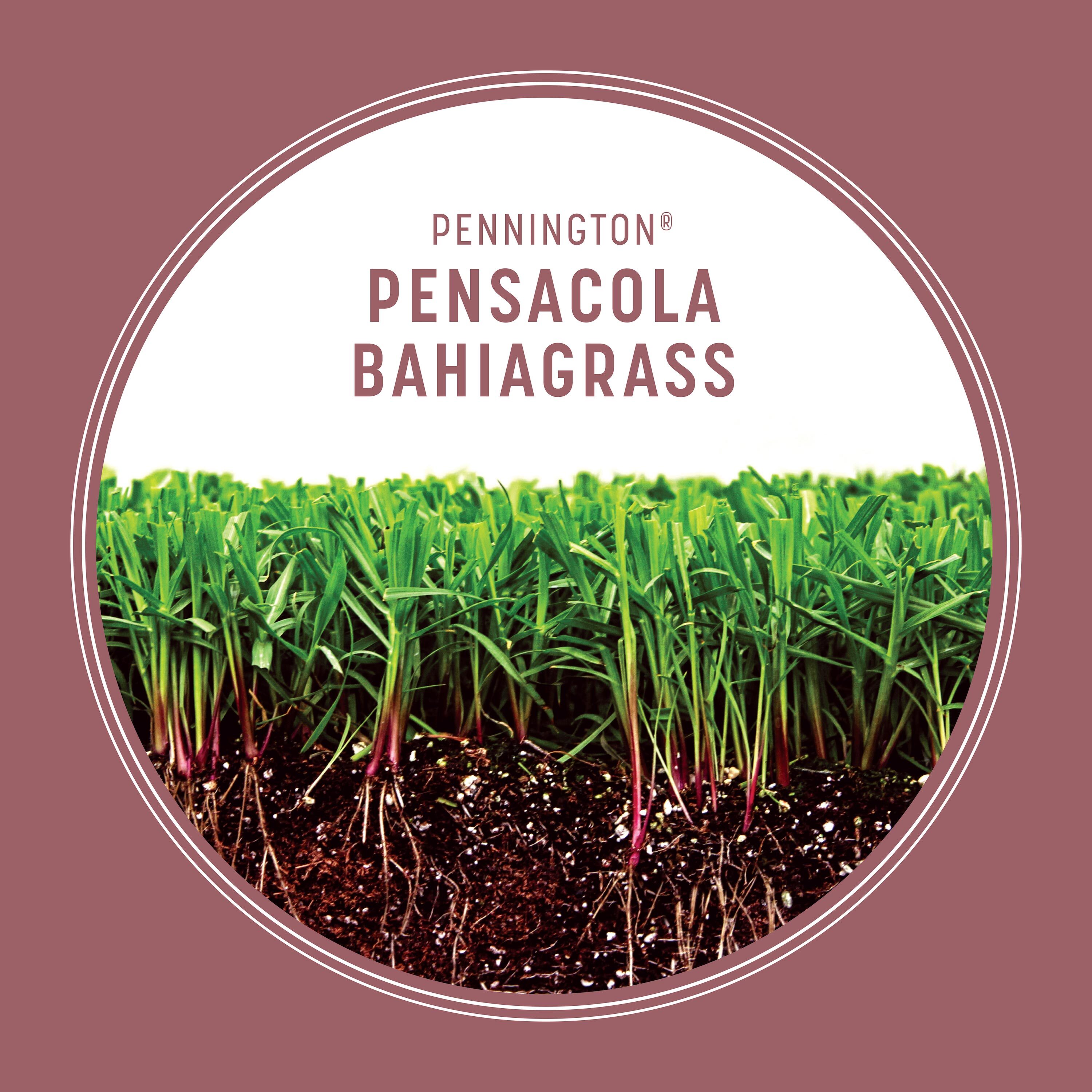 Pennington 2149602259 Grass-Seed - View #3