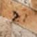 Scabos Travertine