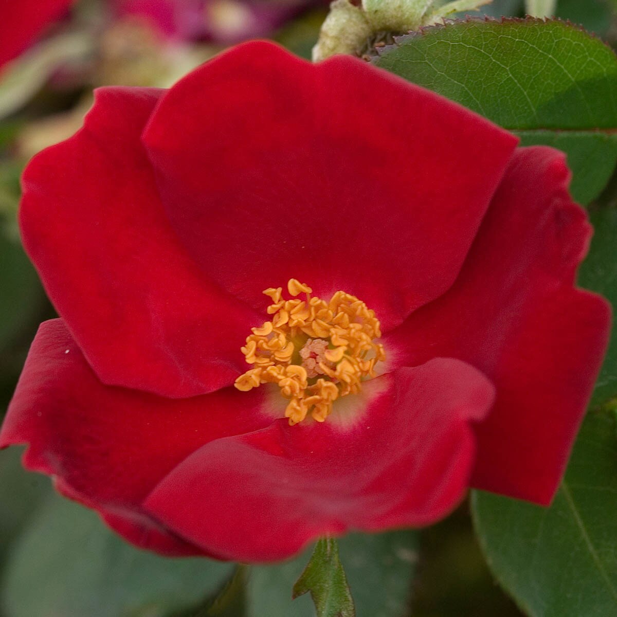 Spring Hill Nurseries 07552 roses - View #2