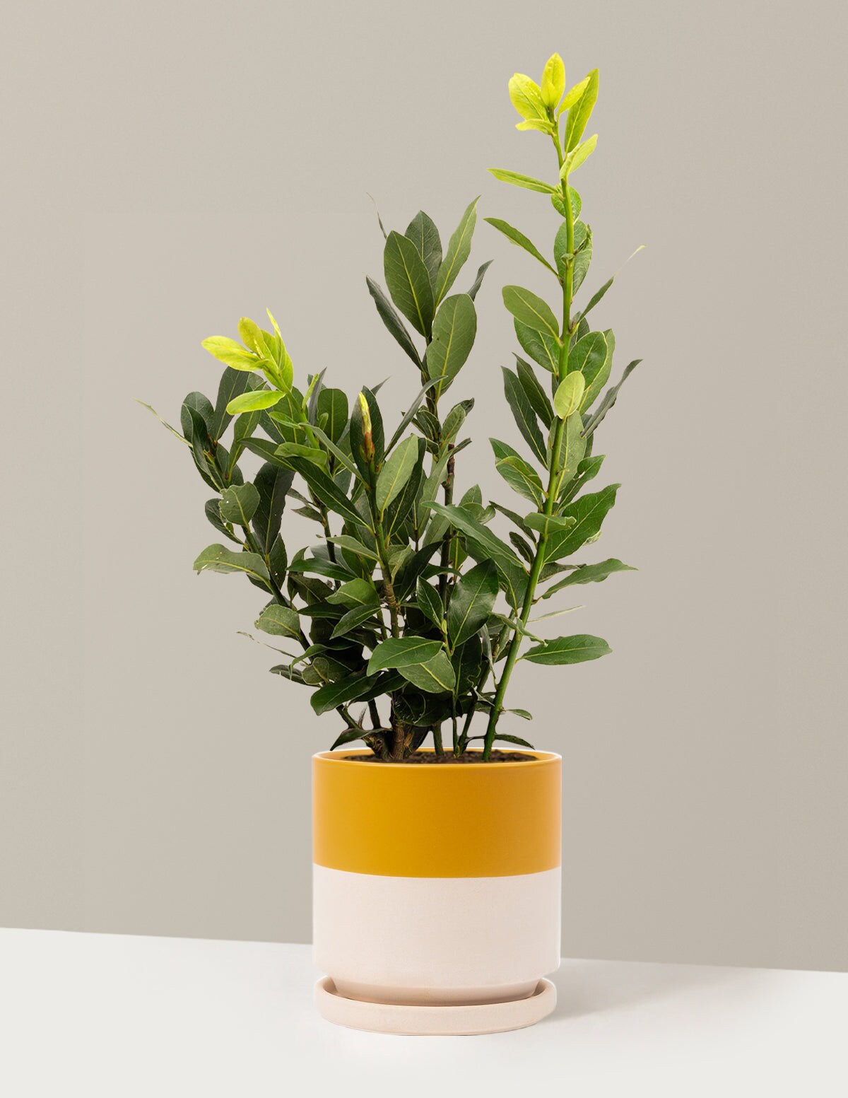 The Sill 1 Gallons Bay Laurel - Top Mustard Isabella Ceramic Plant 1 -Pack